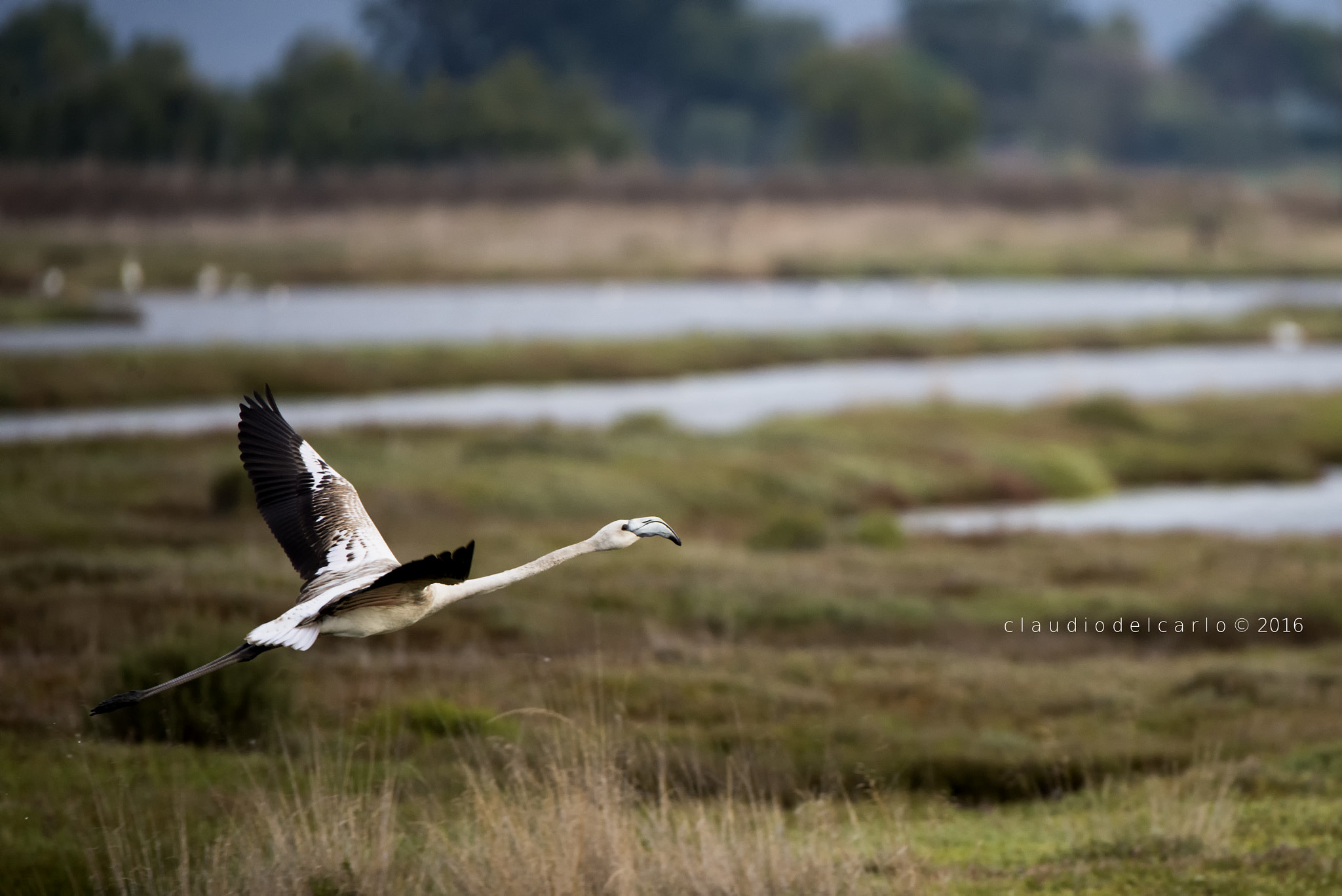 Sigma 150-600mm F5-6.3 DG OS HSM | S sample photo. Dsc photography