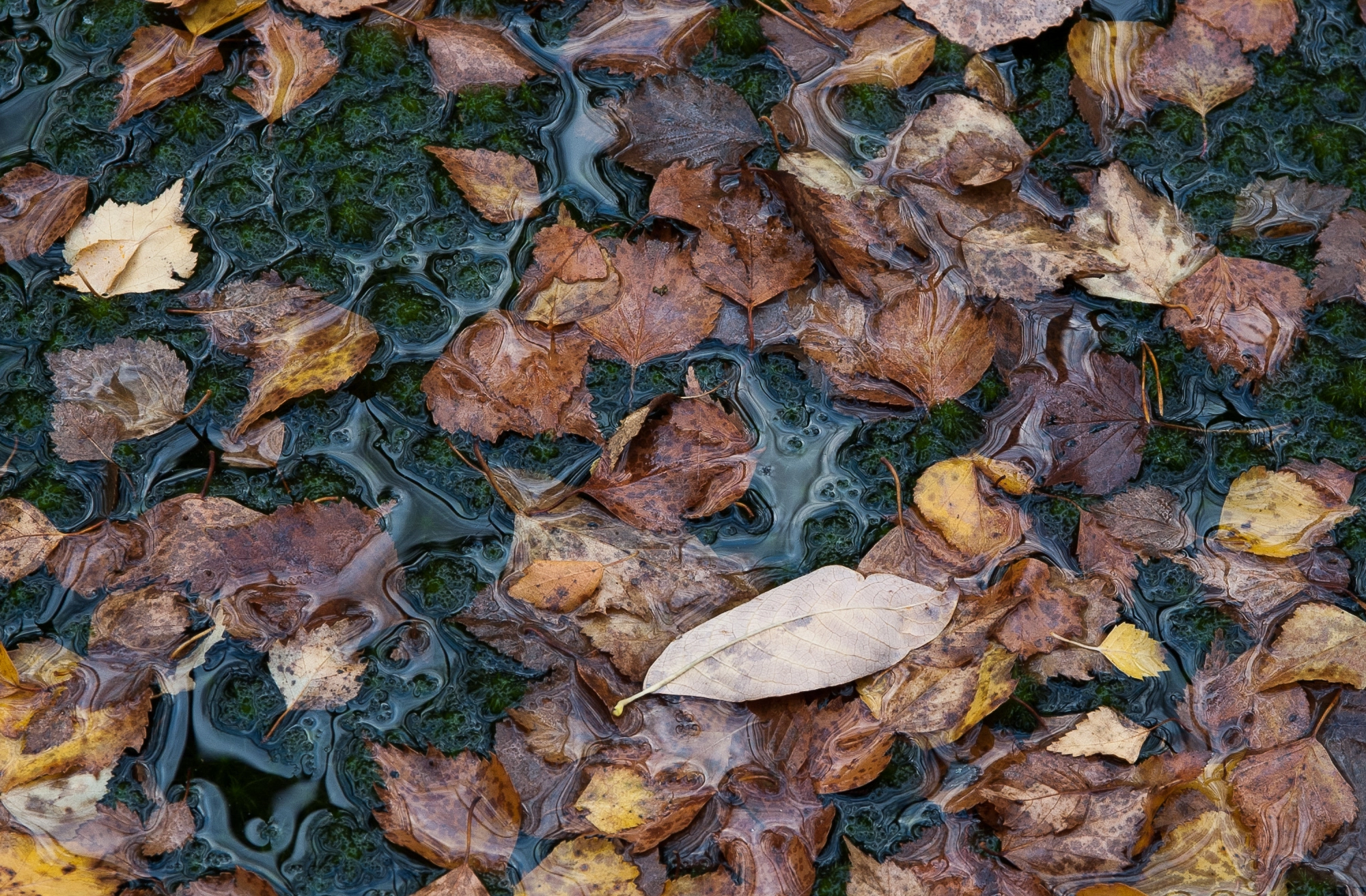 Nikon D1 sample photo. Autumn leaves photography