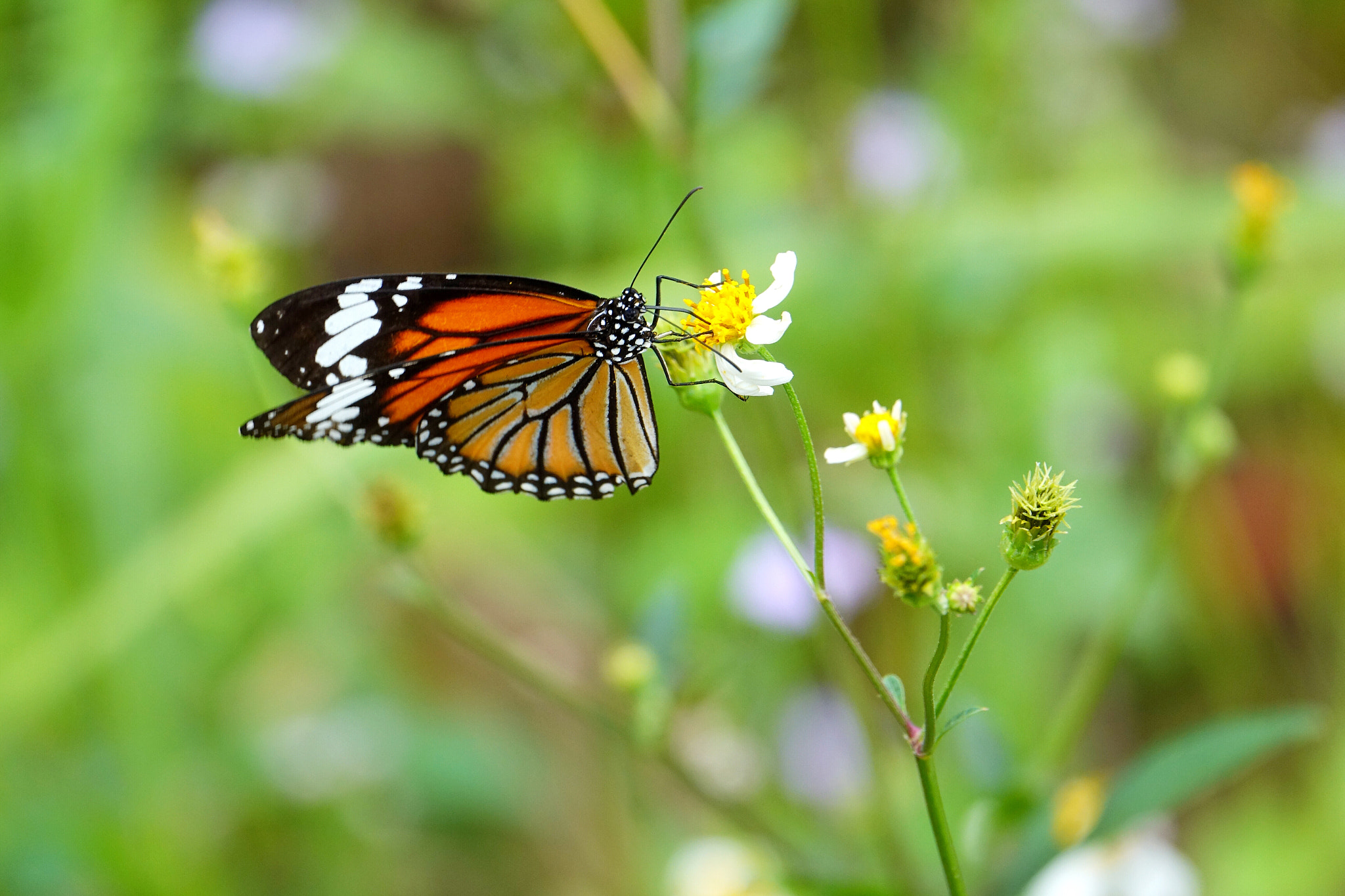 Sony 24-600mm F2.4-4.0 sample photo
