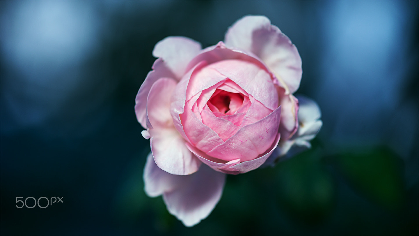 Sony a99 II + Sony 100mm F2.8 Macro sample photo. Mon coeur photography