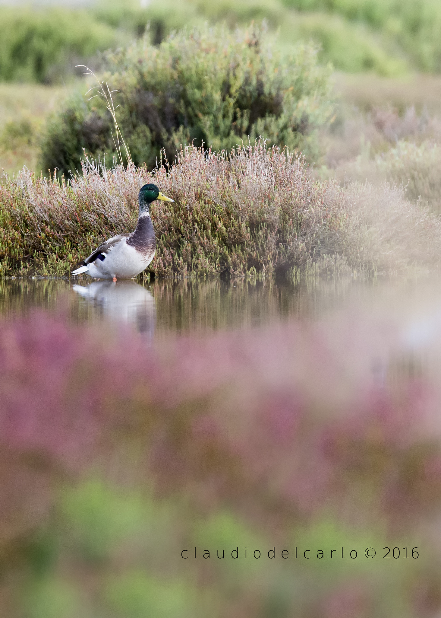 Sigma 150-600mm F5-6.3 DG OS HSM | S sample photo. Dsc photography