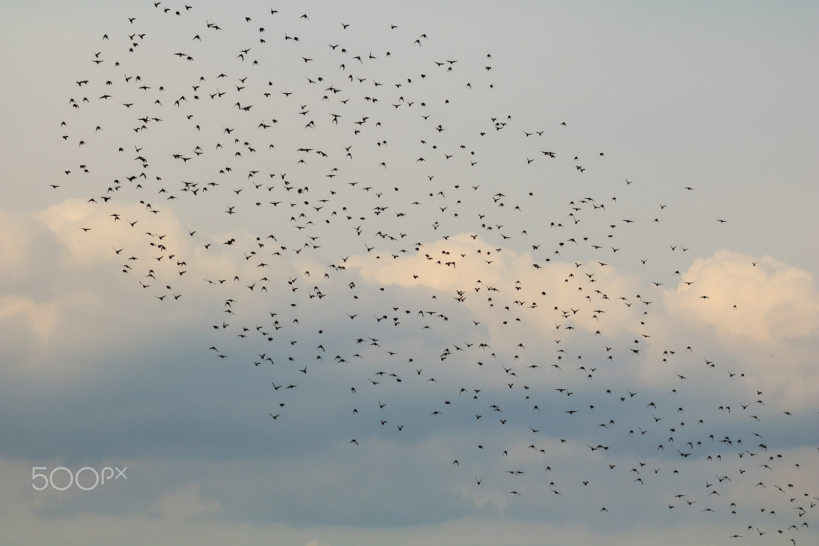 Canon EOS 760D (EOS Rebel T6s / EOS 8000D) + Canon EF 85mm F1.8 USM sample photo. More birds photography