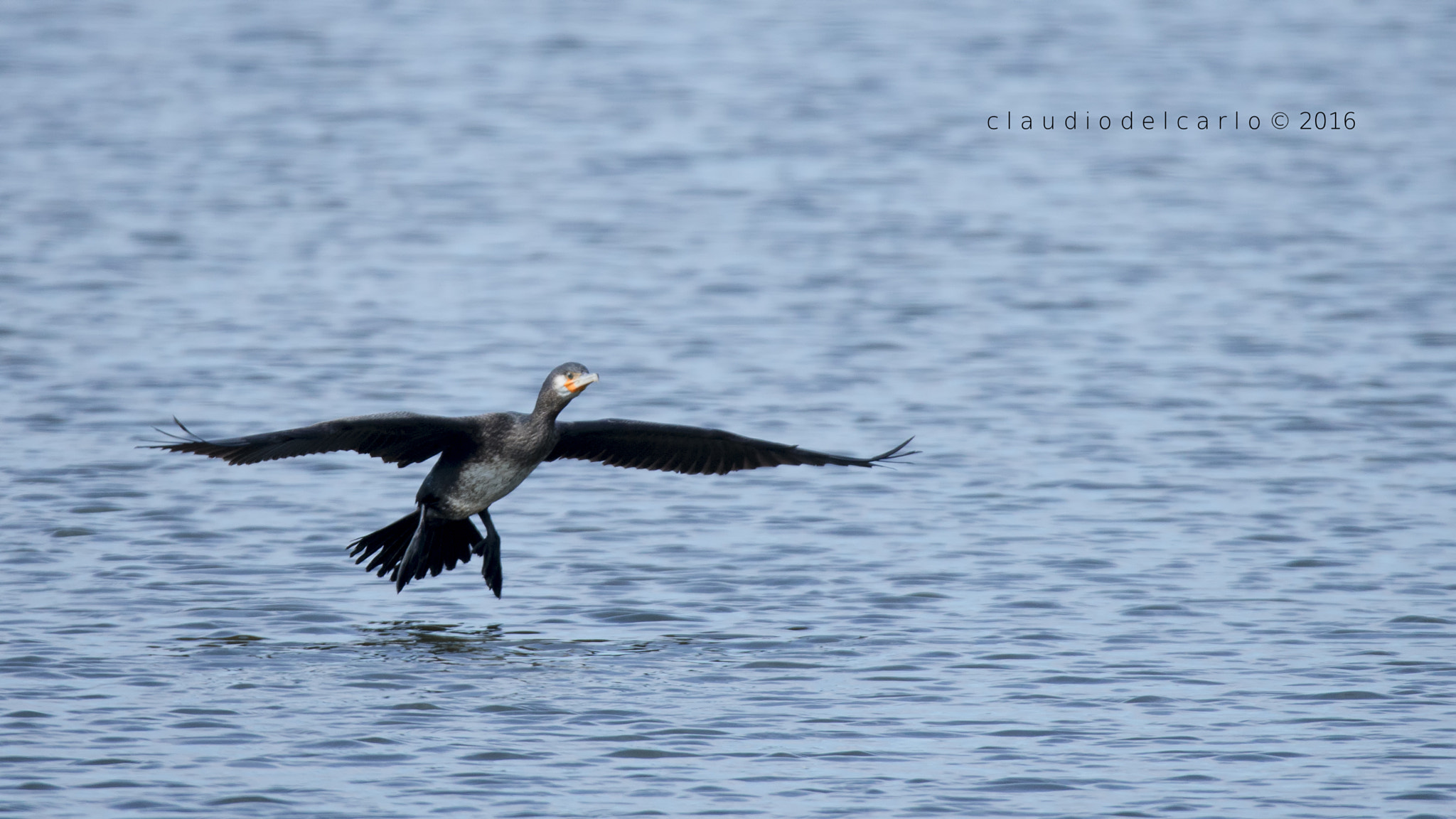 Sigma 150-600mm F5-6.3 DG OS HSM | S sample photo. Dsc photography