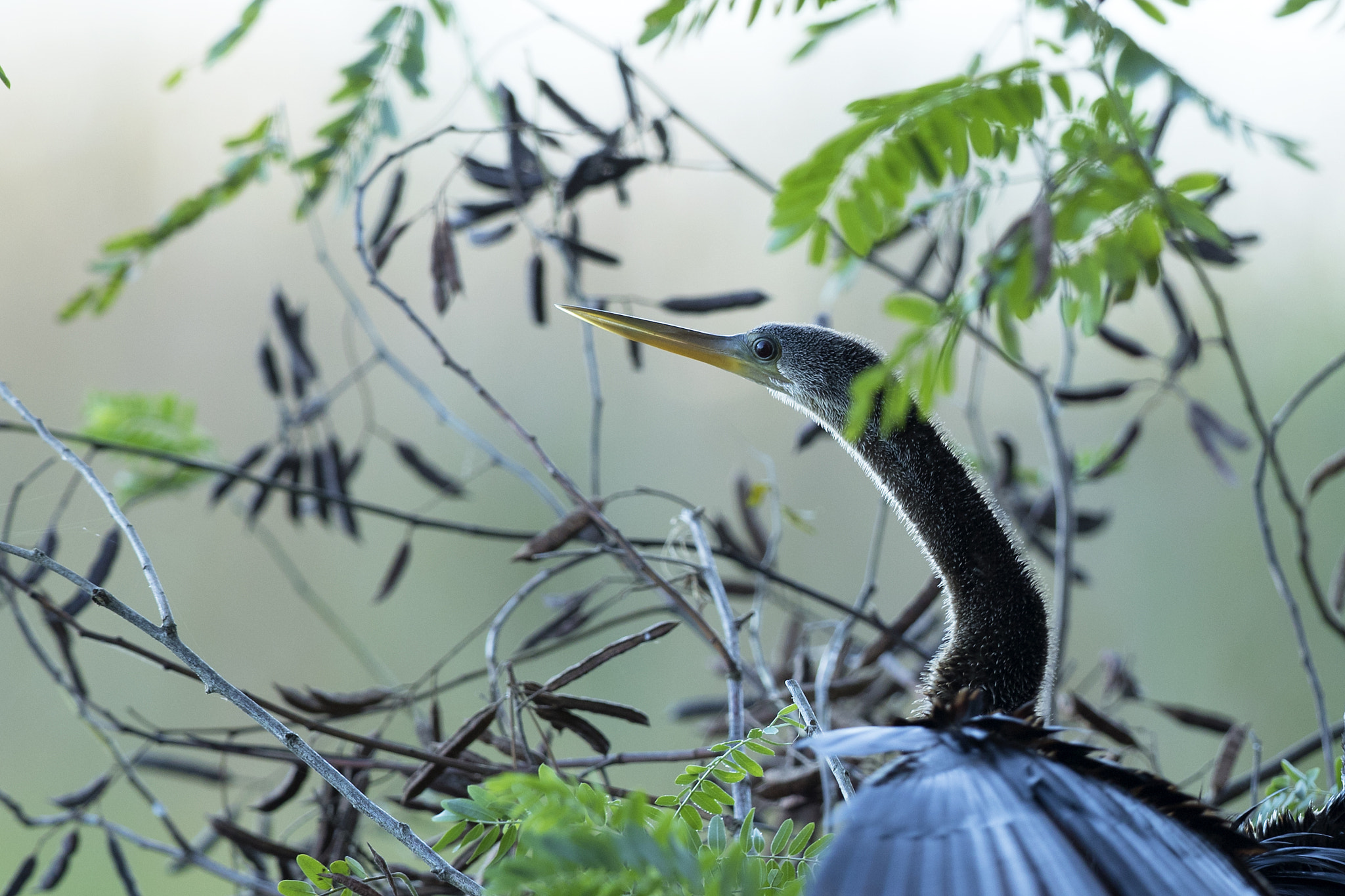 Canon EOS 7D Mark II sample photo. Anhinga in the brush photography