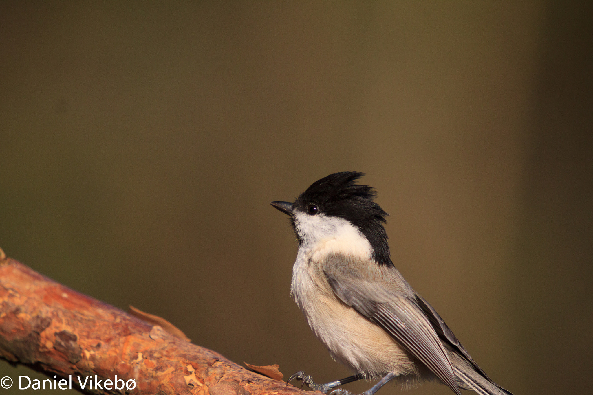 Sigma 50-500mm f/4-6.3 APO HSM EX sample photo. Birdies photography
