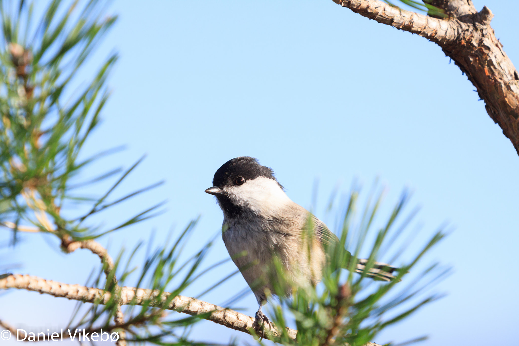 Sigma 50-500mm f/4-6.3 APO HSM EX sample photo. Birdies photography