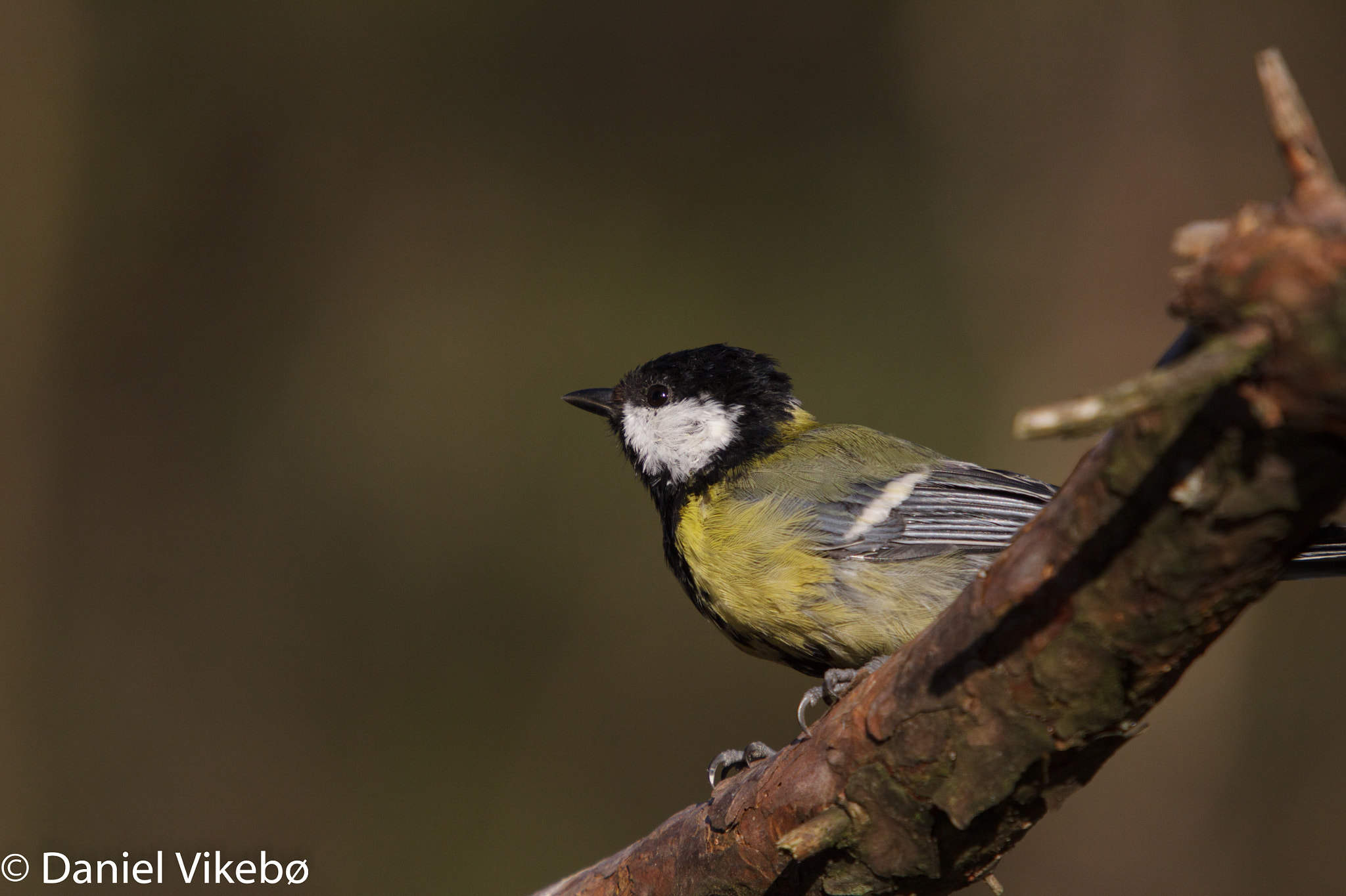 Sigma 50-500mm f/4-6.3 APO HSM EX sample photo. Birdies photography