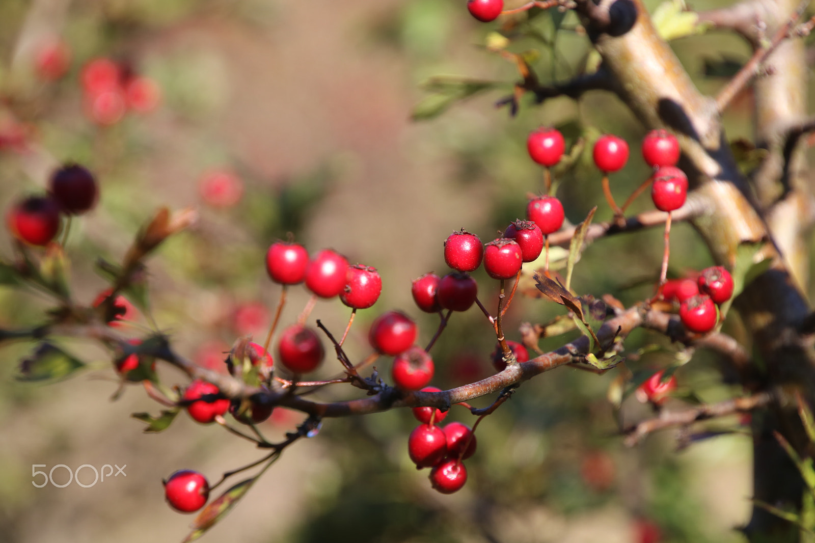 Canon EOS 750D (EOS Rebel T6i / EOS Kiss X8i) sample photo. Herfstbessen photography