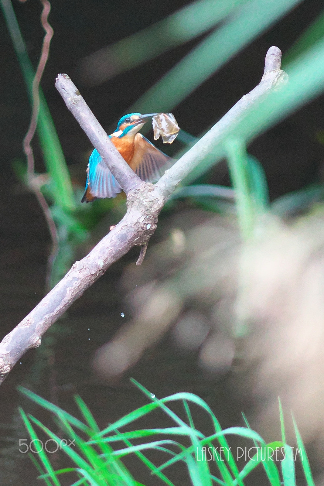 Nikon D500 sample photo. Let's clean up this river. photography