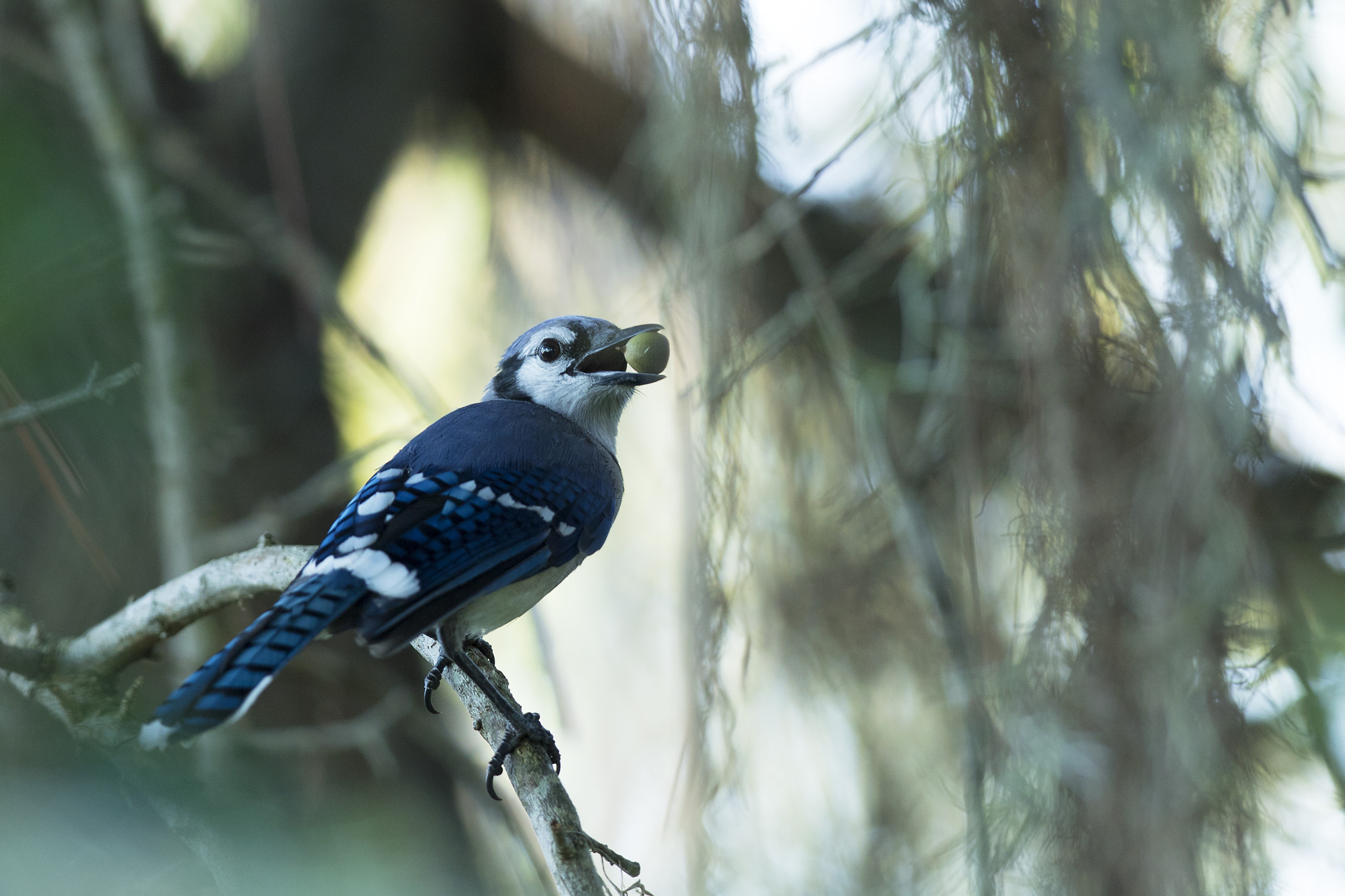 Canon EF 300mm F2.8L IS II USM sample photo. Bluejay photography
