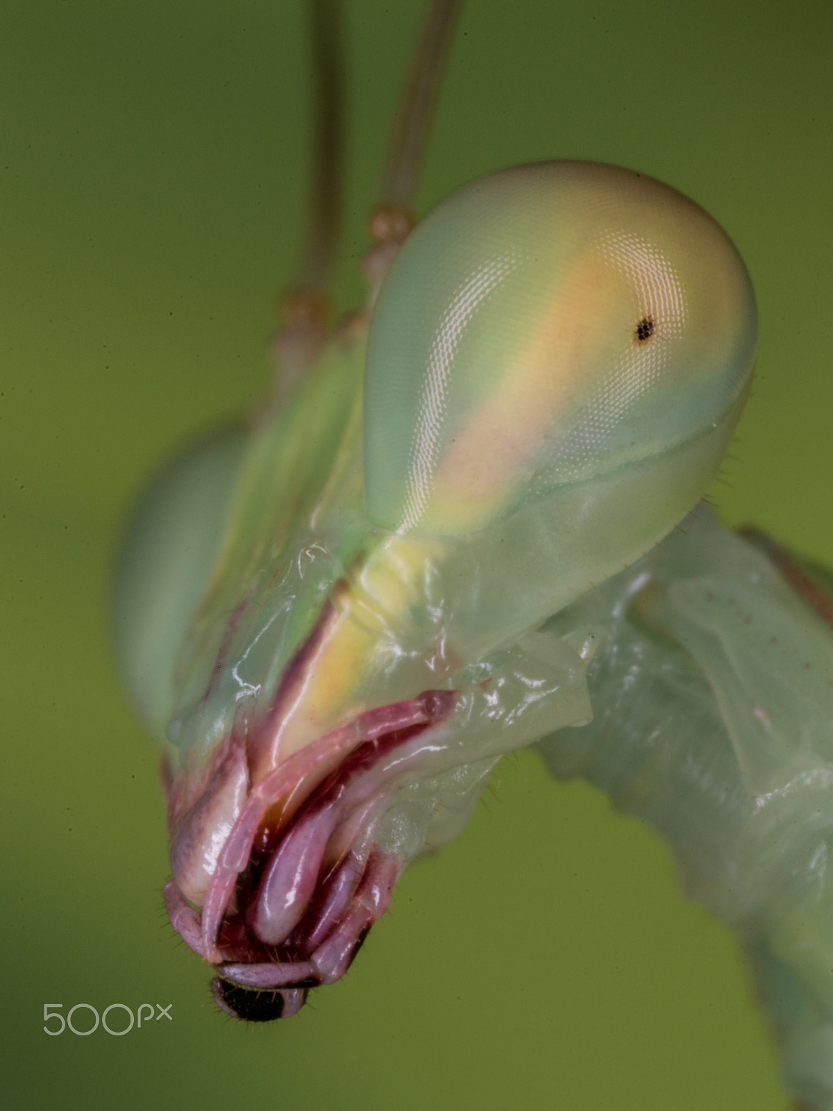 Canon MP-E 65mm F2.5 1-5x Macro Photo sample photo. Sphodromantis lineola photography