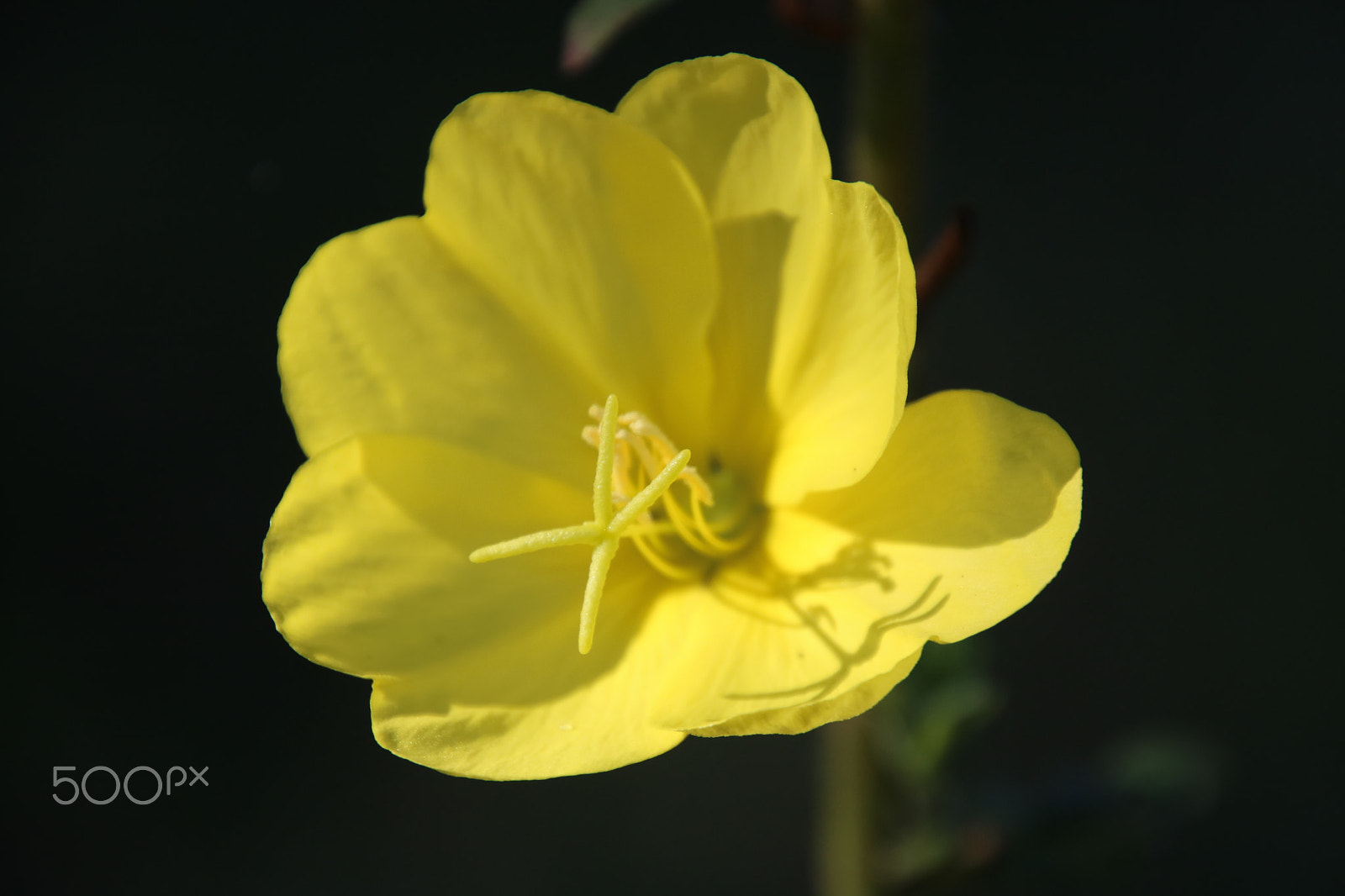 Canon EOS 750D (EOS Rebel T6i / EOS Kiss X8i) sample photo. Gele bloem photography