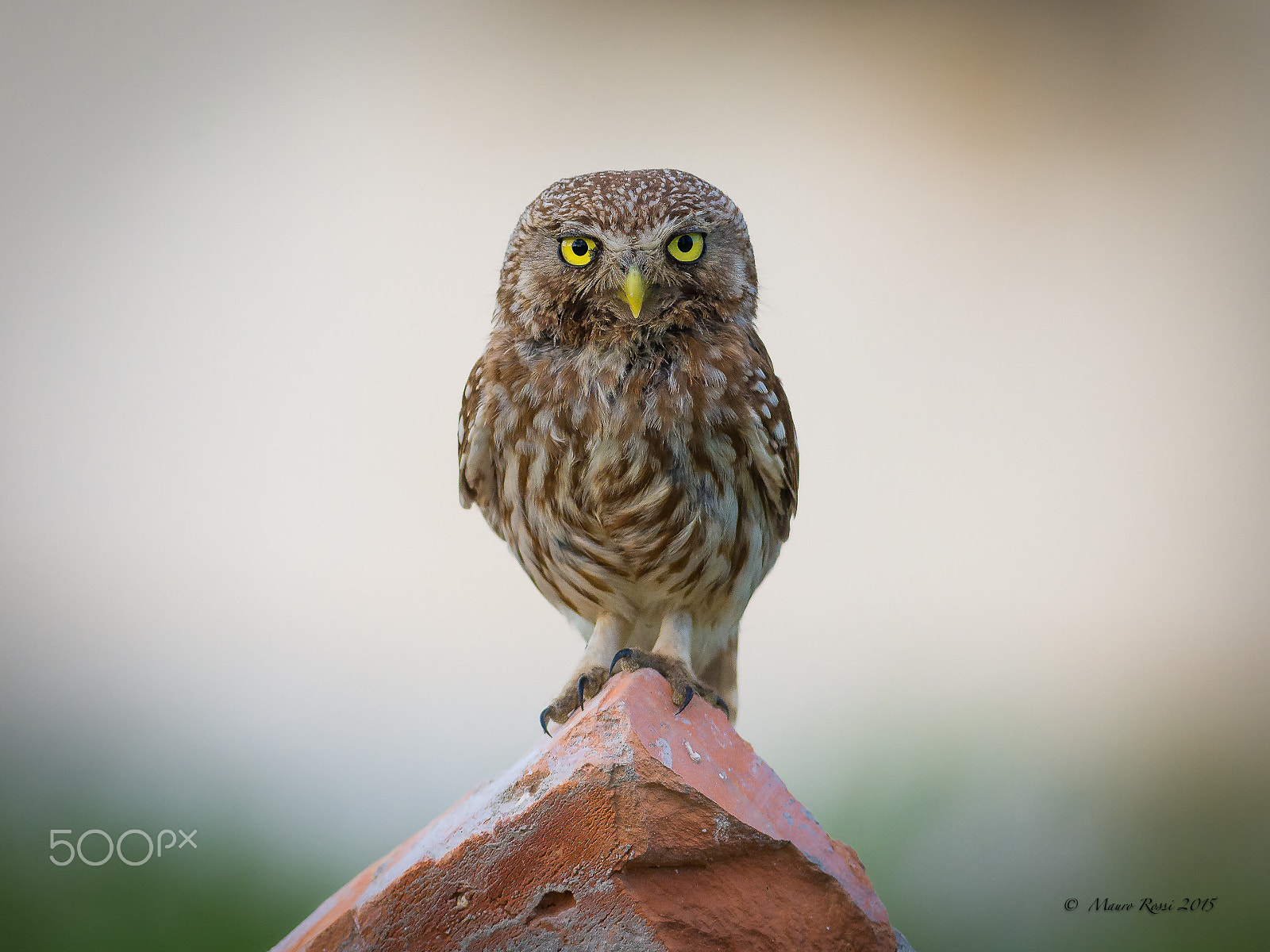 Nikon AF-S Nikkor 300mm F2.8G ED VR II sample photo. "yellow eyes" owl - athene noctua photography