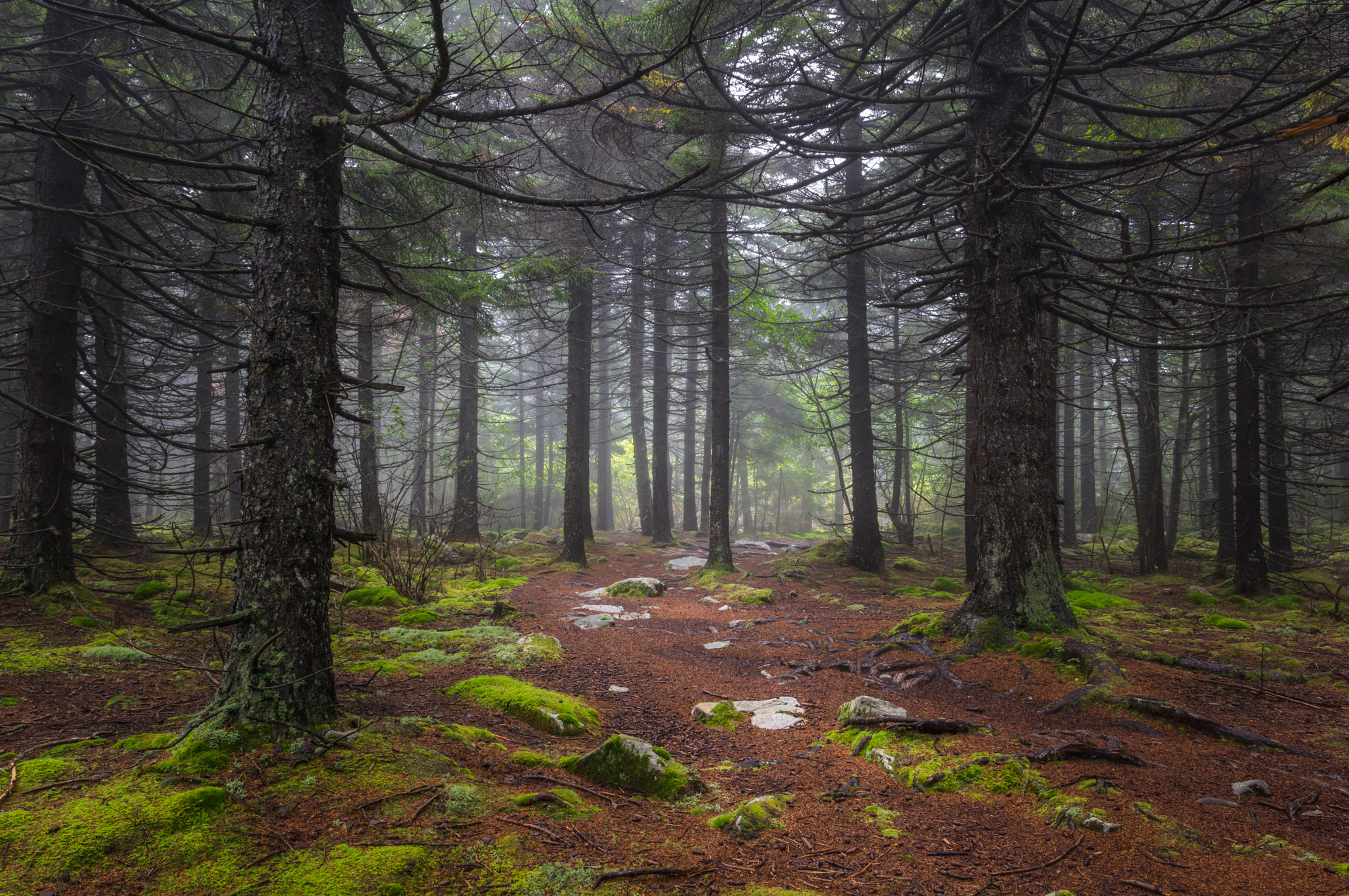 Pentax K-3 + Sigma 18-35mm F1.8 DC HSM Art sample photo. The majestic green photography