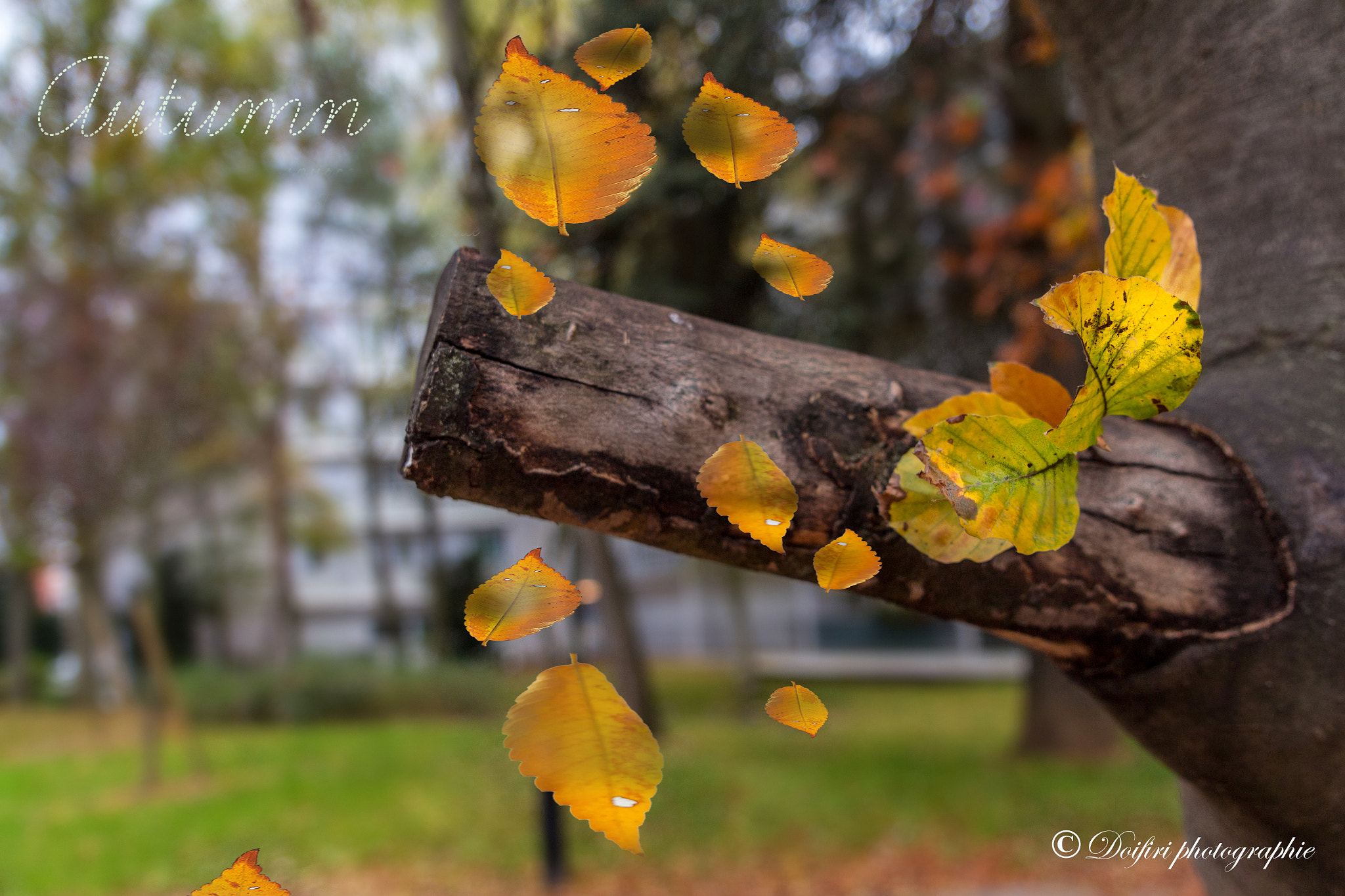 Sigma 24-70mm F2.8 EX DG Macro sample photo. The autumn is already there photography