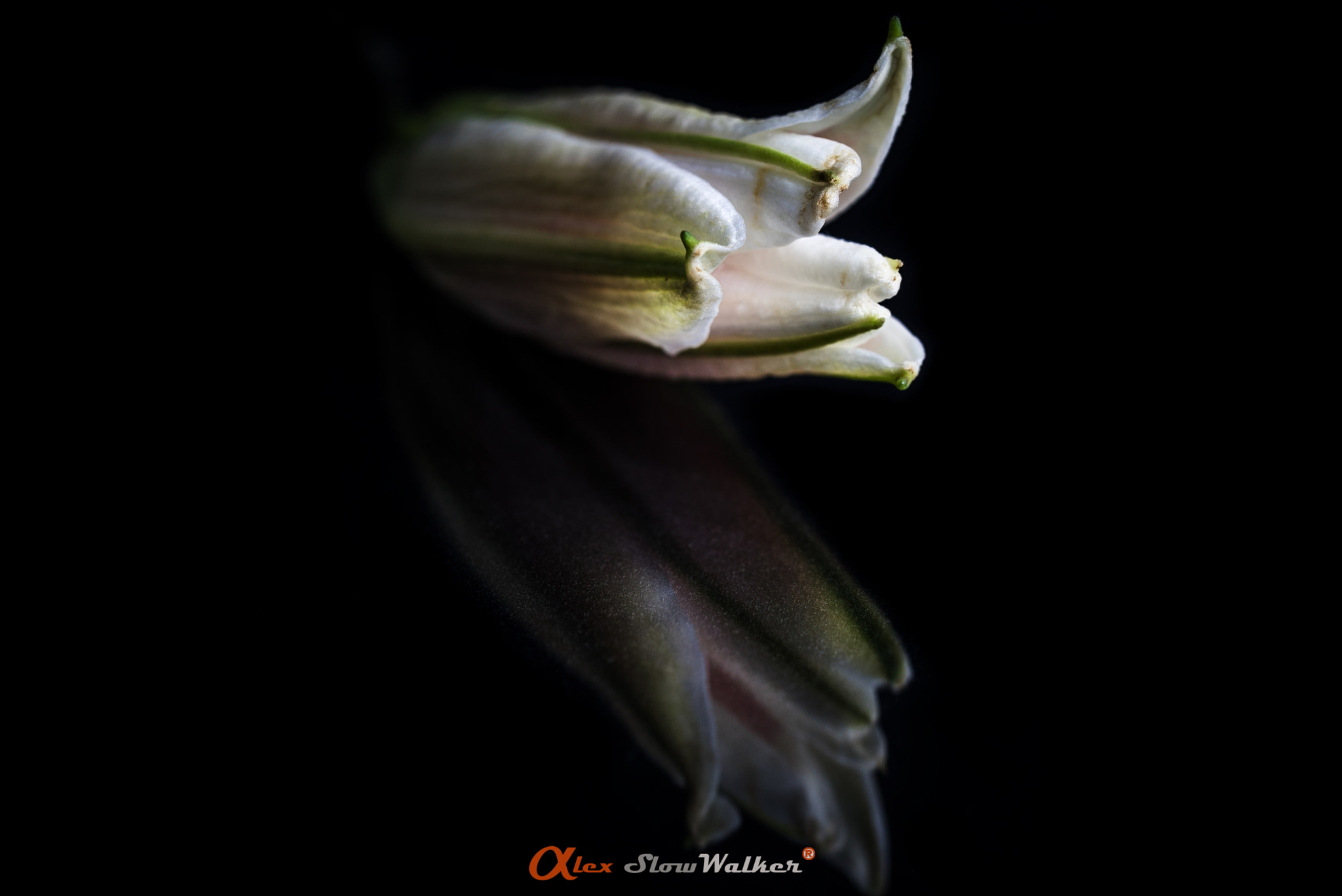 Sony FE 50mm F2.8 Macro sample photo. Flower photography