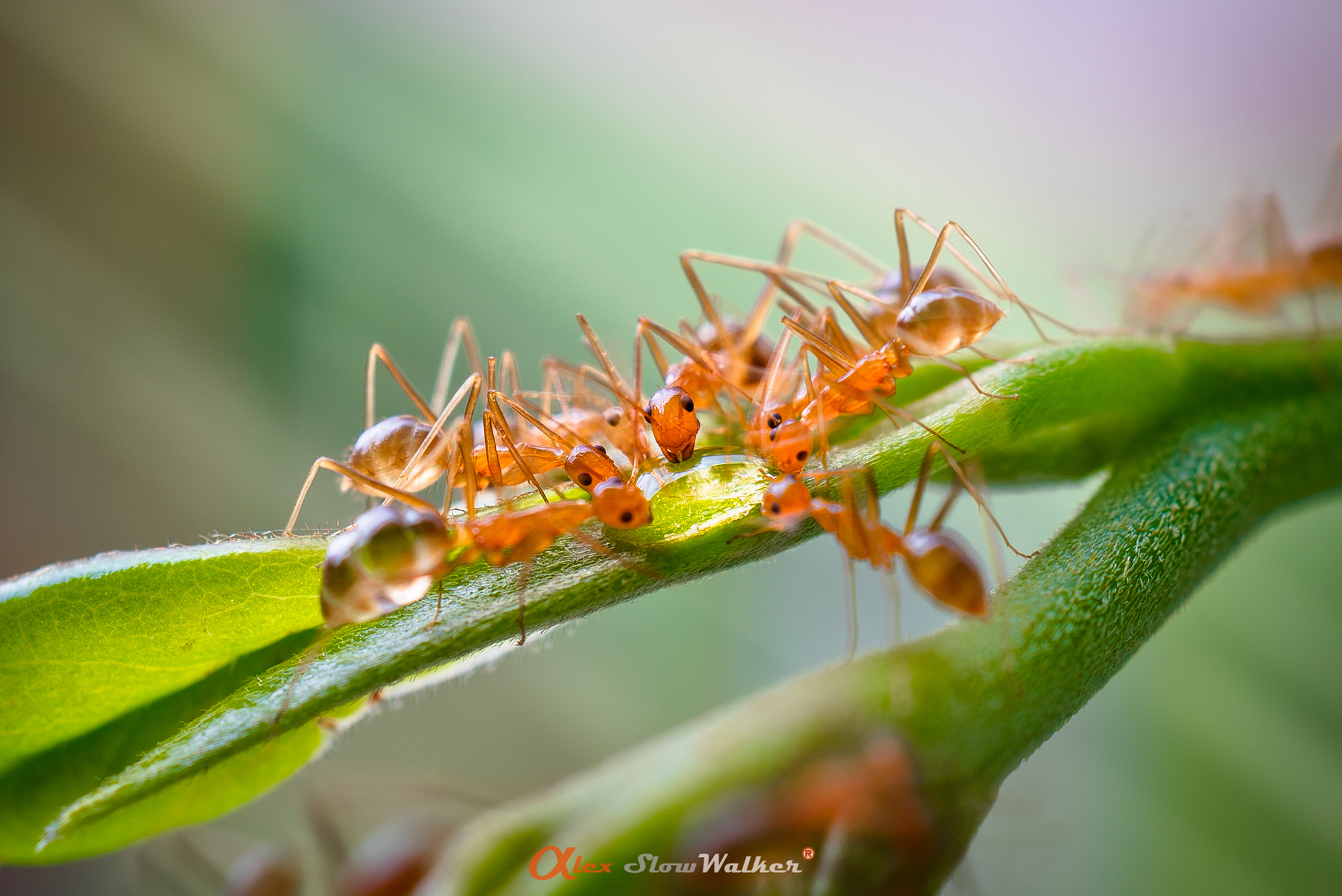 Sony FE 50mm F2.8 Macro sample photo. Ants photography