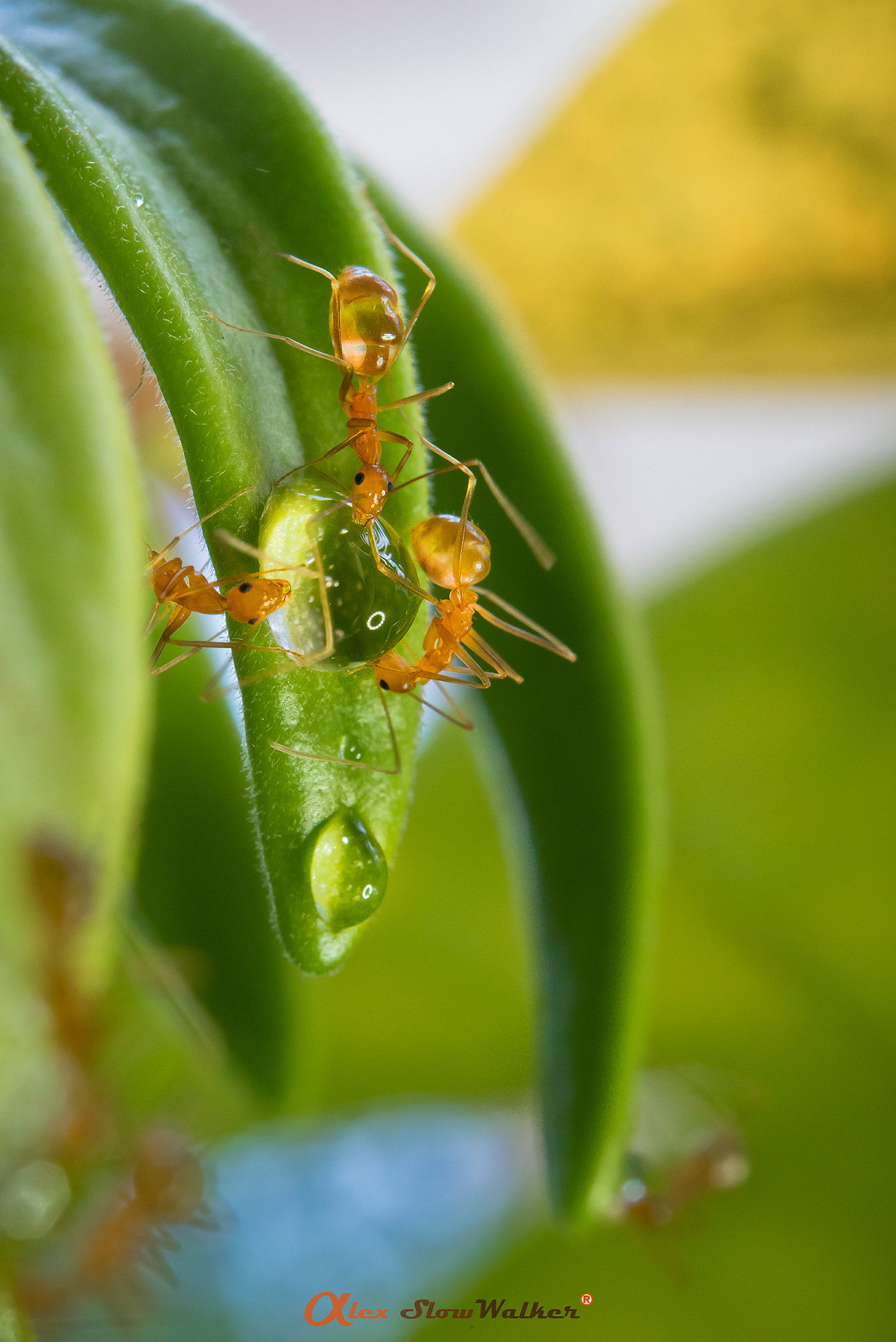 Sony FE 50mm F2.8 Macro sample photo. Ants photography