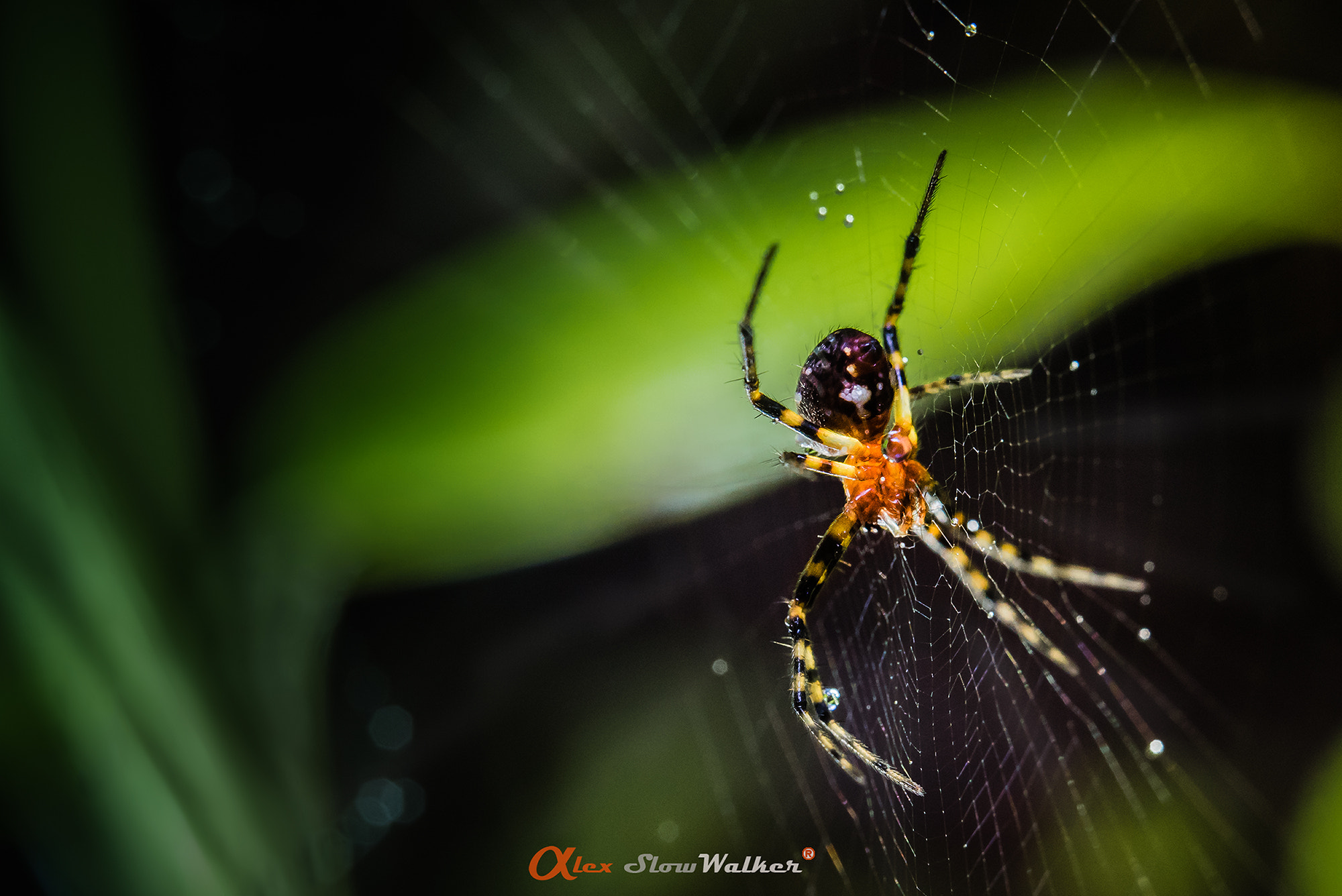 Sony FE 50mm F2.8 Macro sample photo. Spider photography