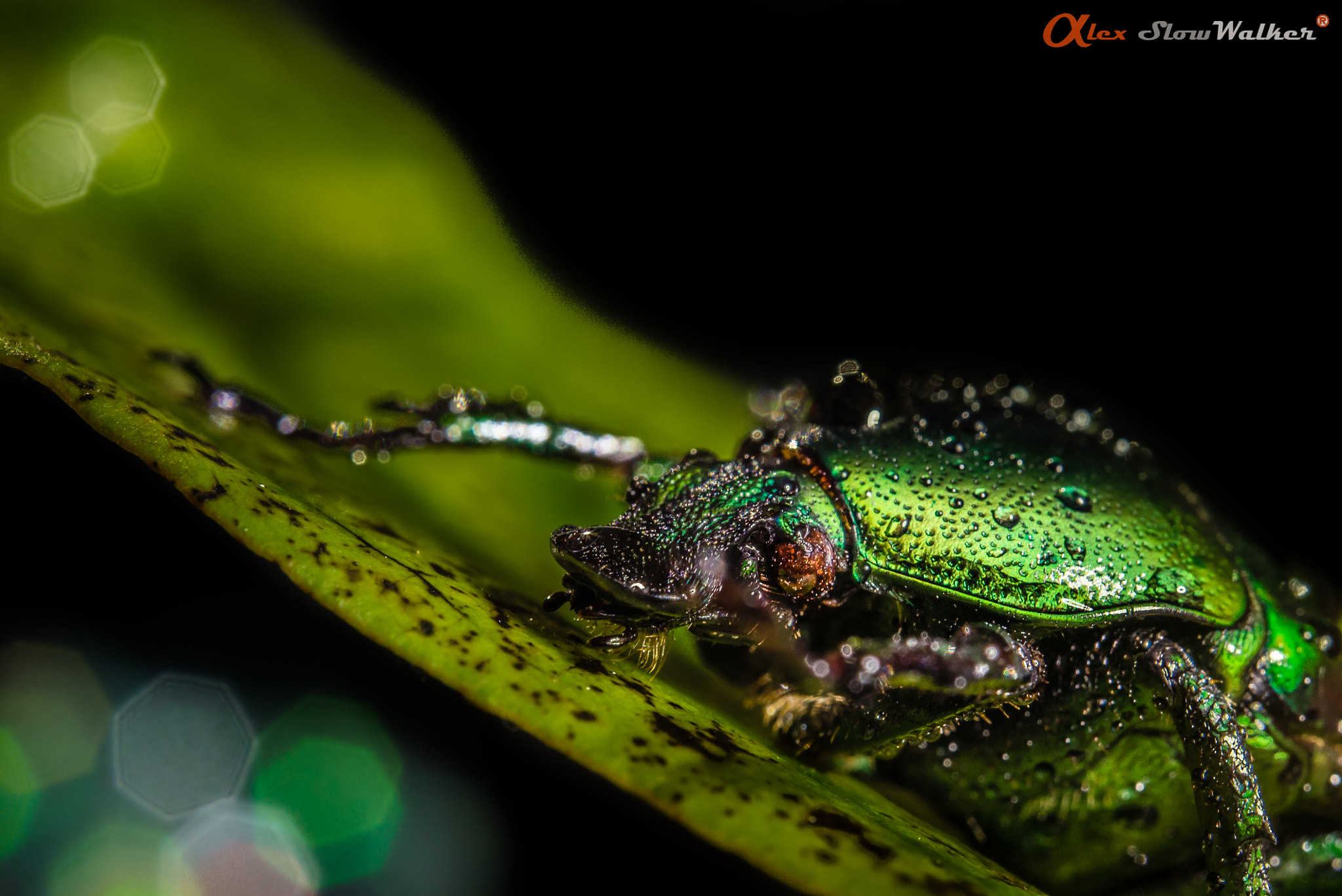 Sony FE 50mm F2.8 Macro sample photo. Beetle photography
