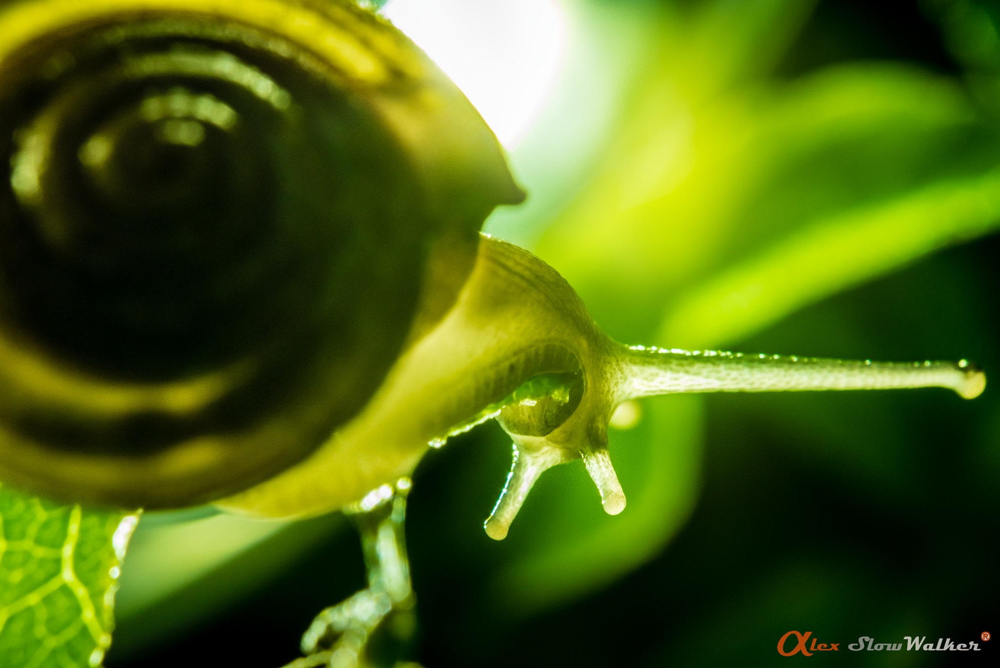 Sony FE 50mm F2.8 Macro sample photo. Snail photography