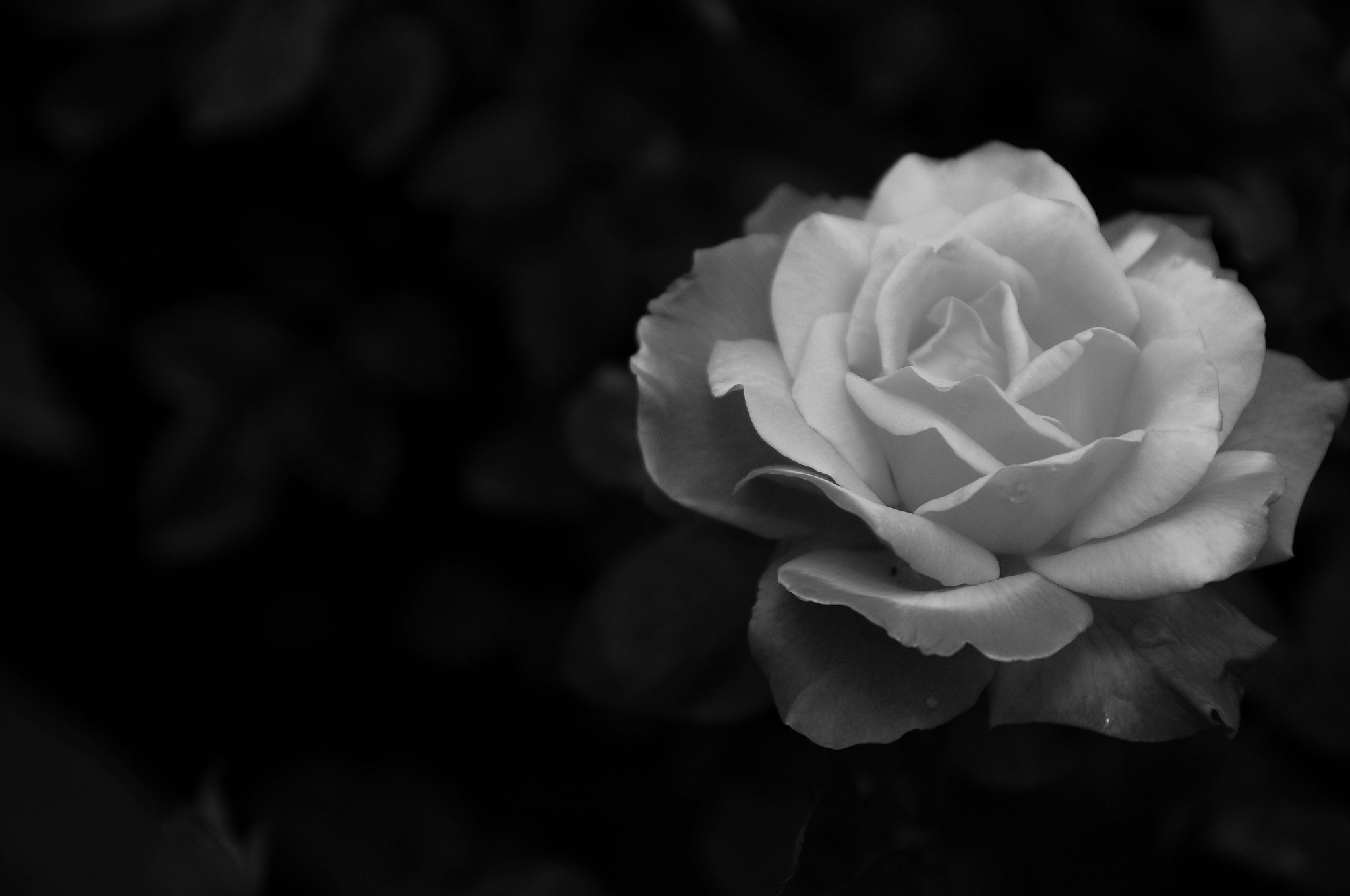 Nikon D300 sample photo