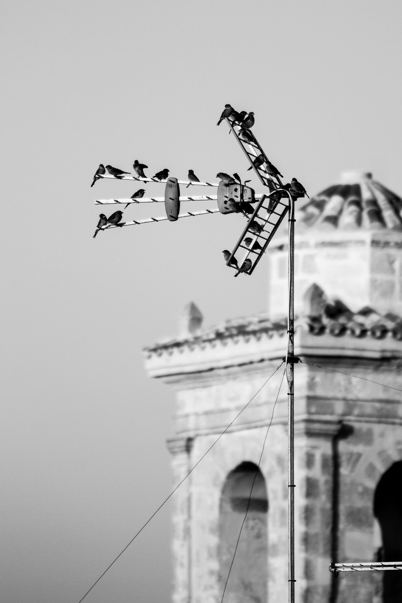 Tamron SP 35mm F1.8 Di VC USD sample photo. Birds on an antenna photography