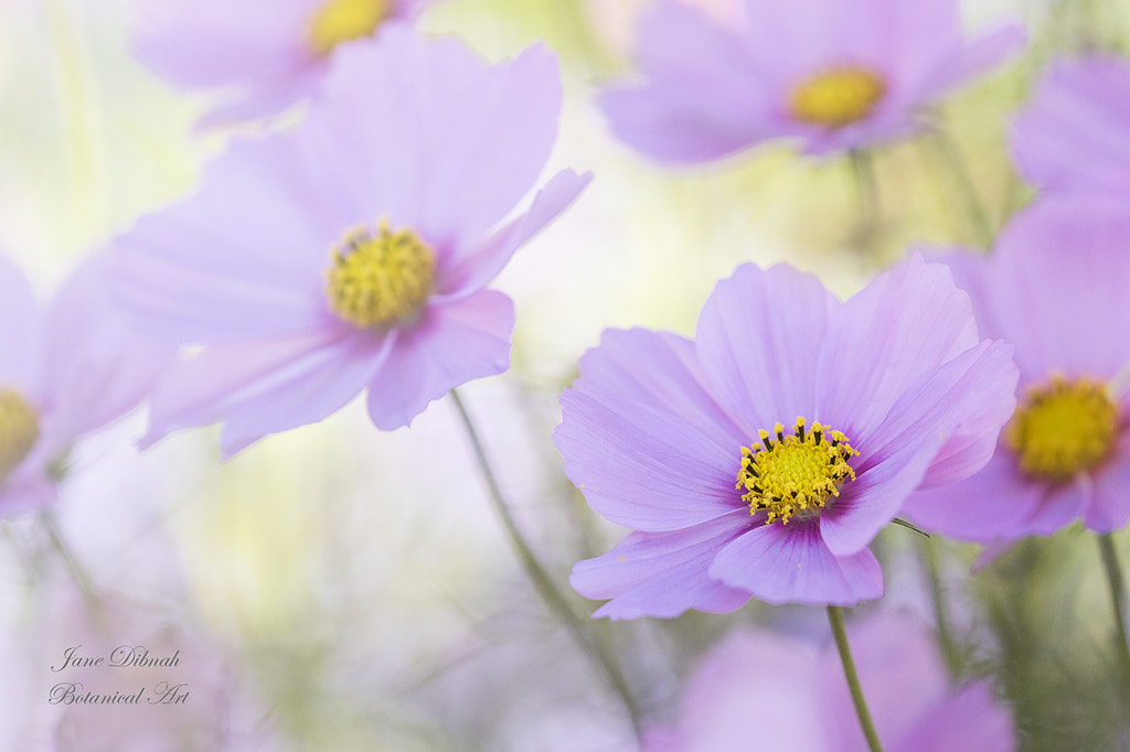 Cosmos by Jane Dibnah on 500px.com