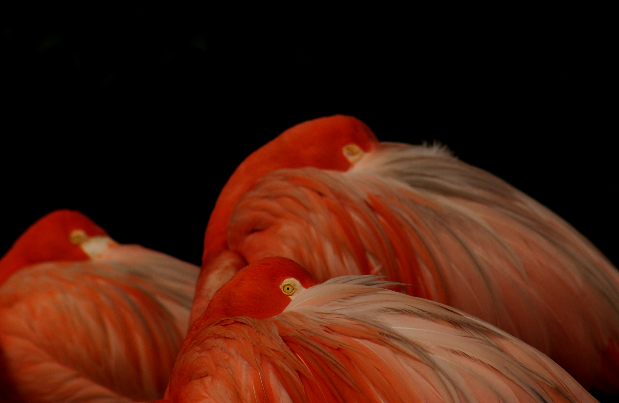 Canon EF 75-300mm f/4-5.6 USM sample photo. Beautiful flamingos photography