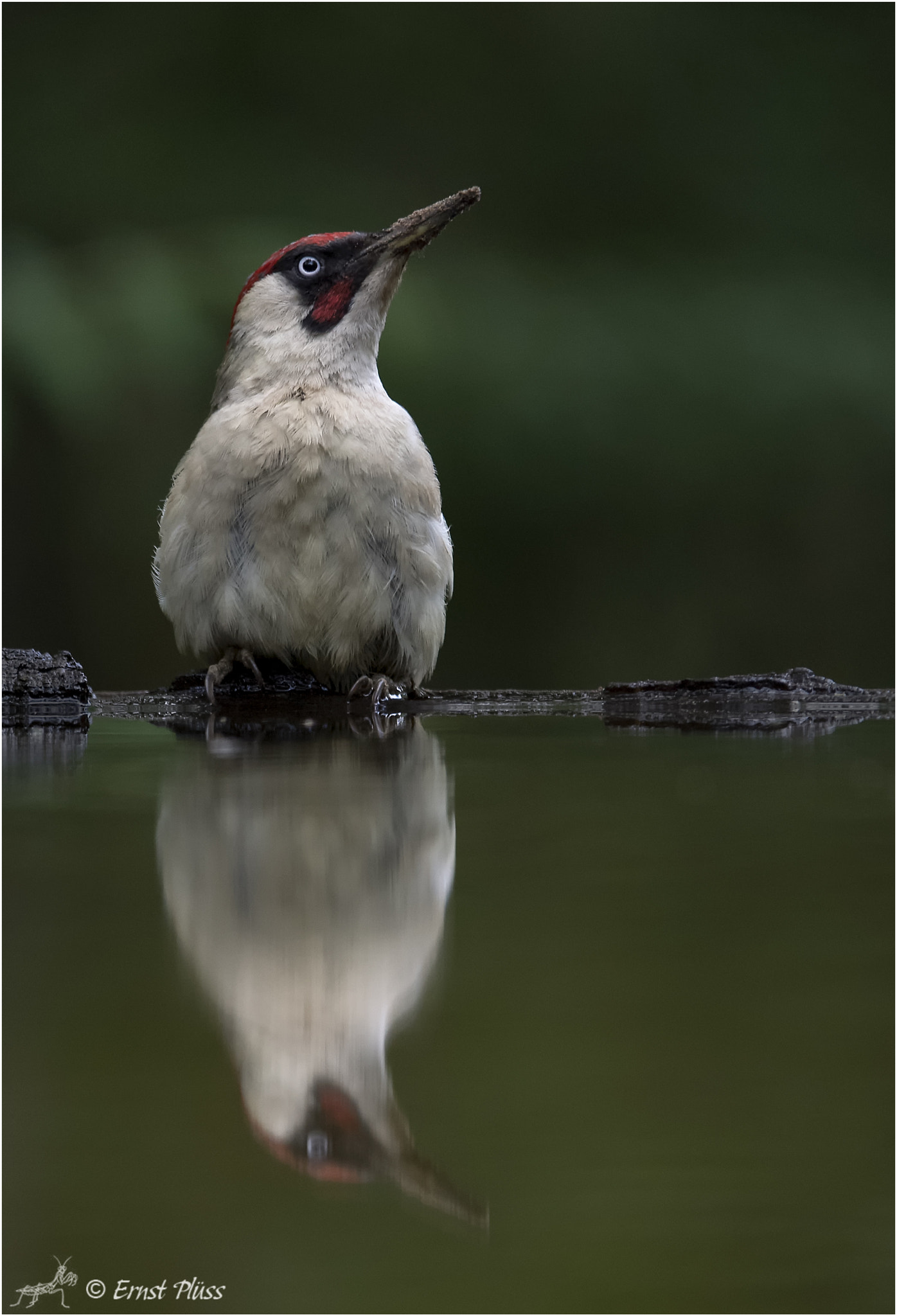 Nikon D5 sample photo. European green woodpecker photography