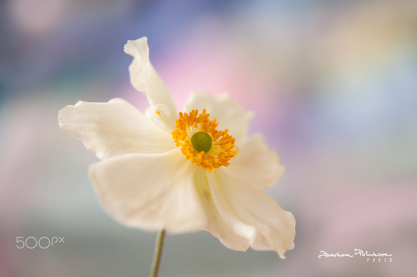 Nikon AF-S Micro-Nikkor 60mm F2.8G ED sample photo. Pastel dream photography