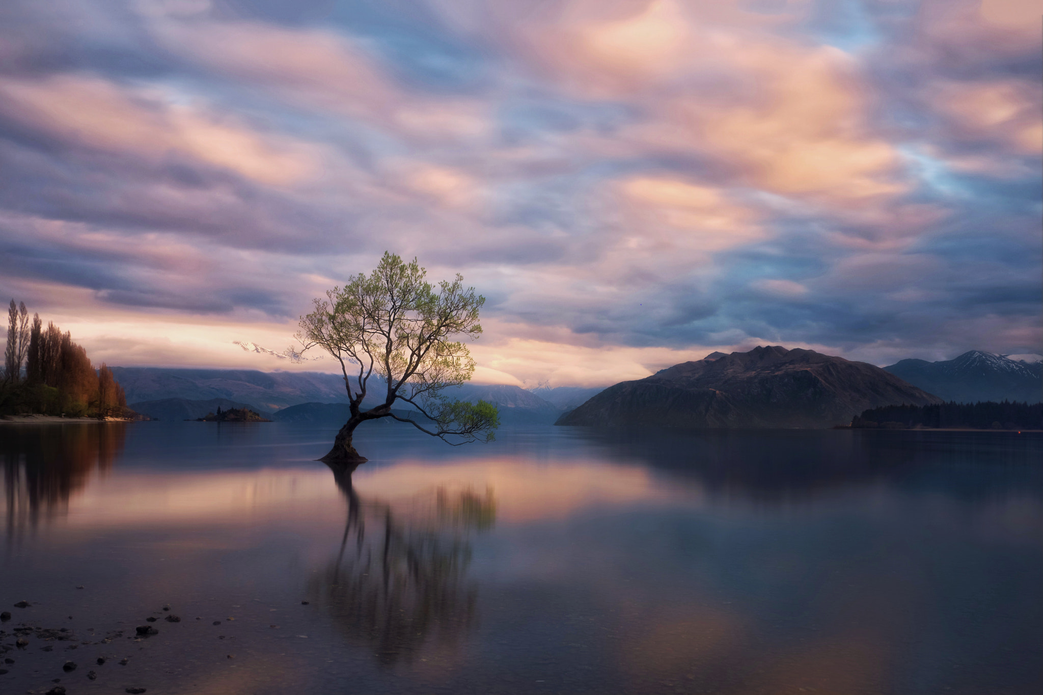 Panasonic Lumix G X Vario 12-35mm F2.8 ASPH Power OIS sample photo. Wanaka tree photography
