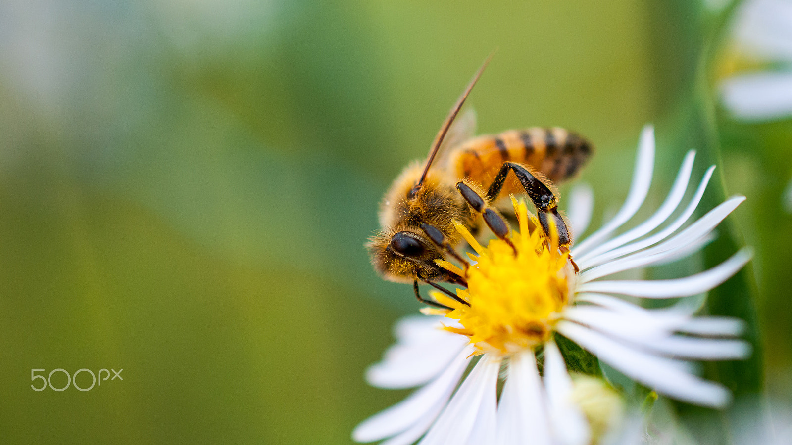 Nikon AF-S DX Micro Nikkor 40mm F2.8 sample photo. Bee photography
