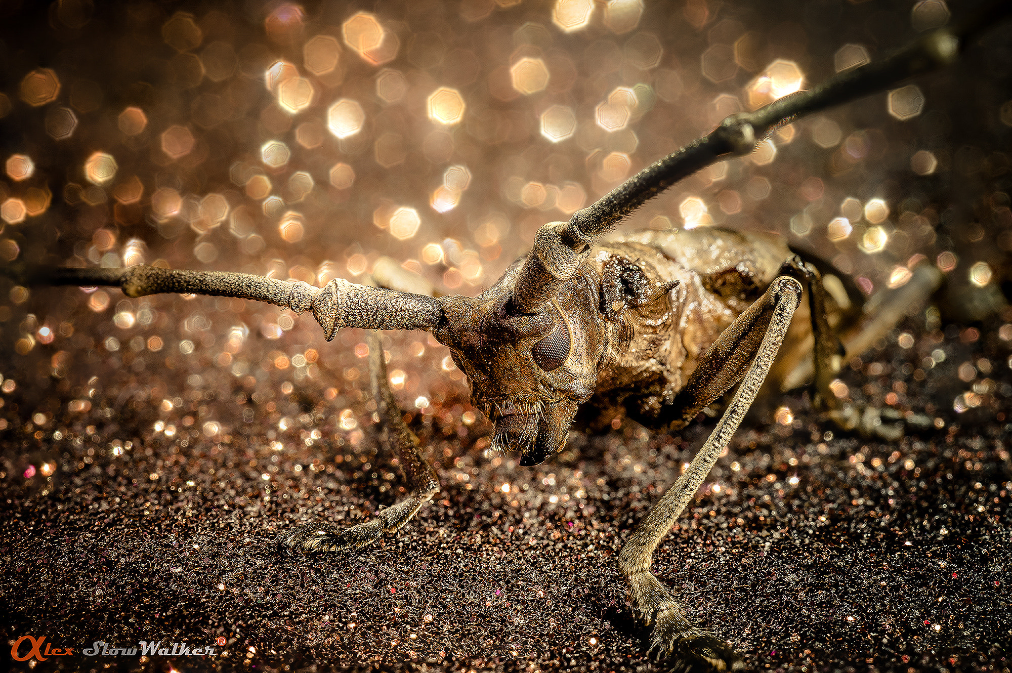Sony FE 50mm F2.8 Macro sample photo. Magic insect photography
