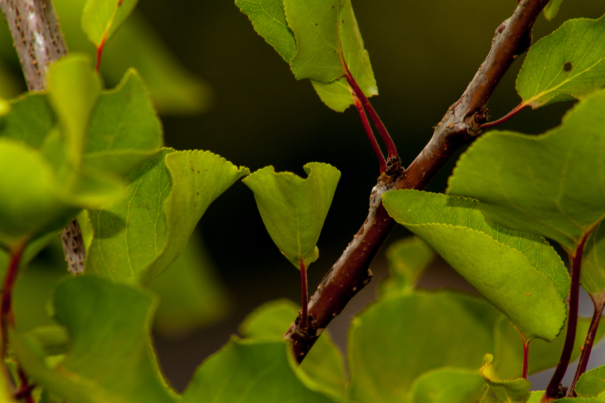 Canon EF 75-300mm f/4-5.6 USM sample photo