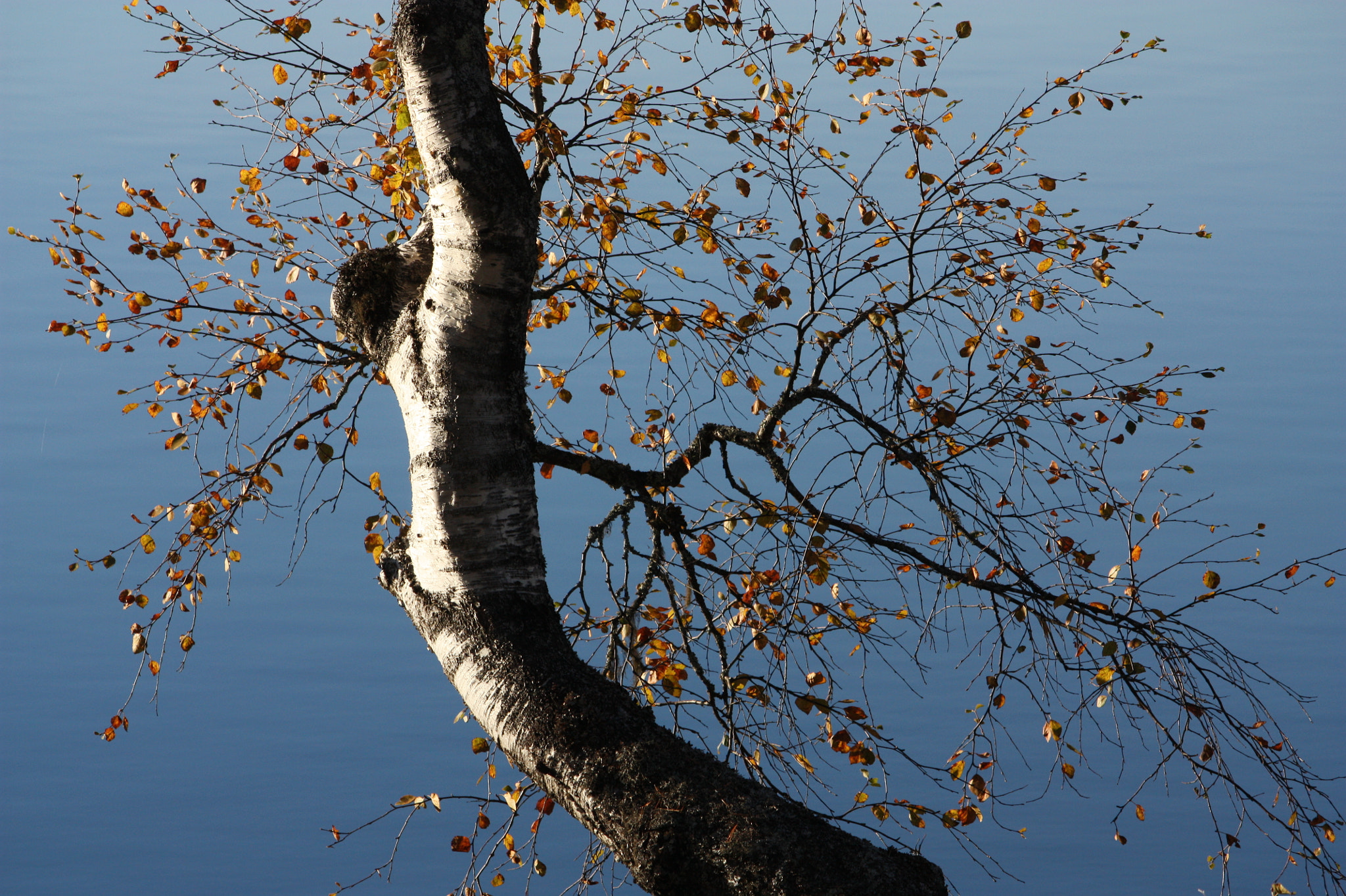 Canon EOS 450D (EOS Rebel XSi / EOS Kiss X2) + Canon EF-S 55-250mm F4-5.6 IS sample photo. Autumn photography