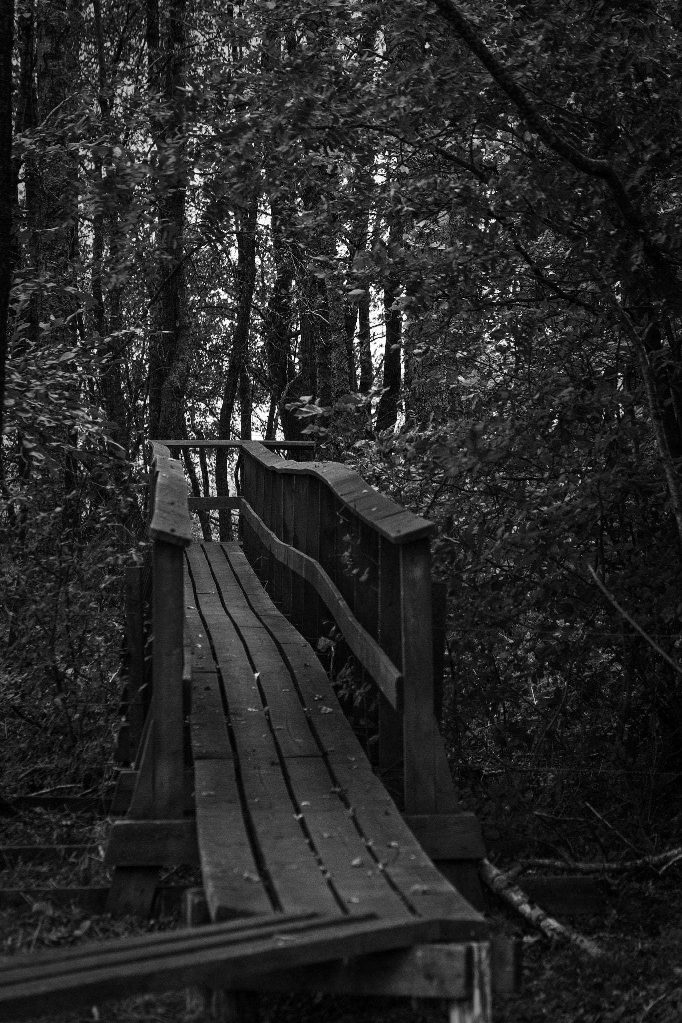 Fujifilm X-E1 + Fujifilm XF 55-200mm F3.5-4.8 R LM OIS sample photo. Path in the forest photography