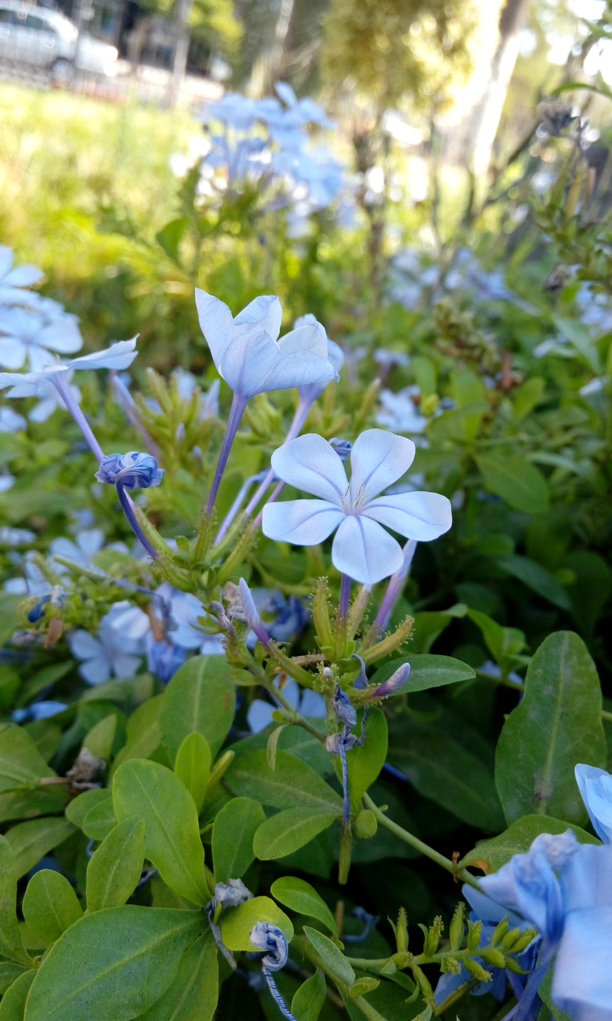 HTC DESIRE 820G PLUS DUAL SIM sample photo