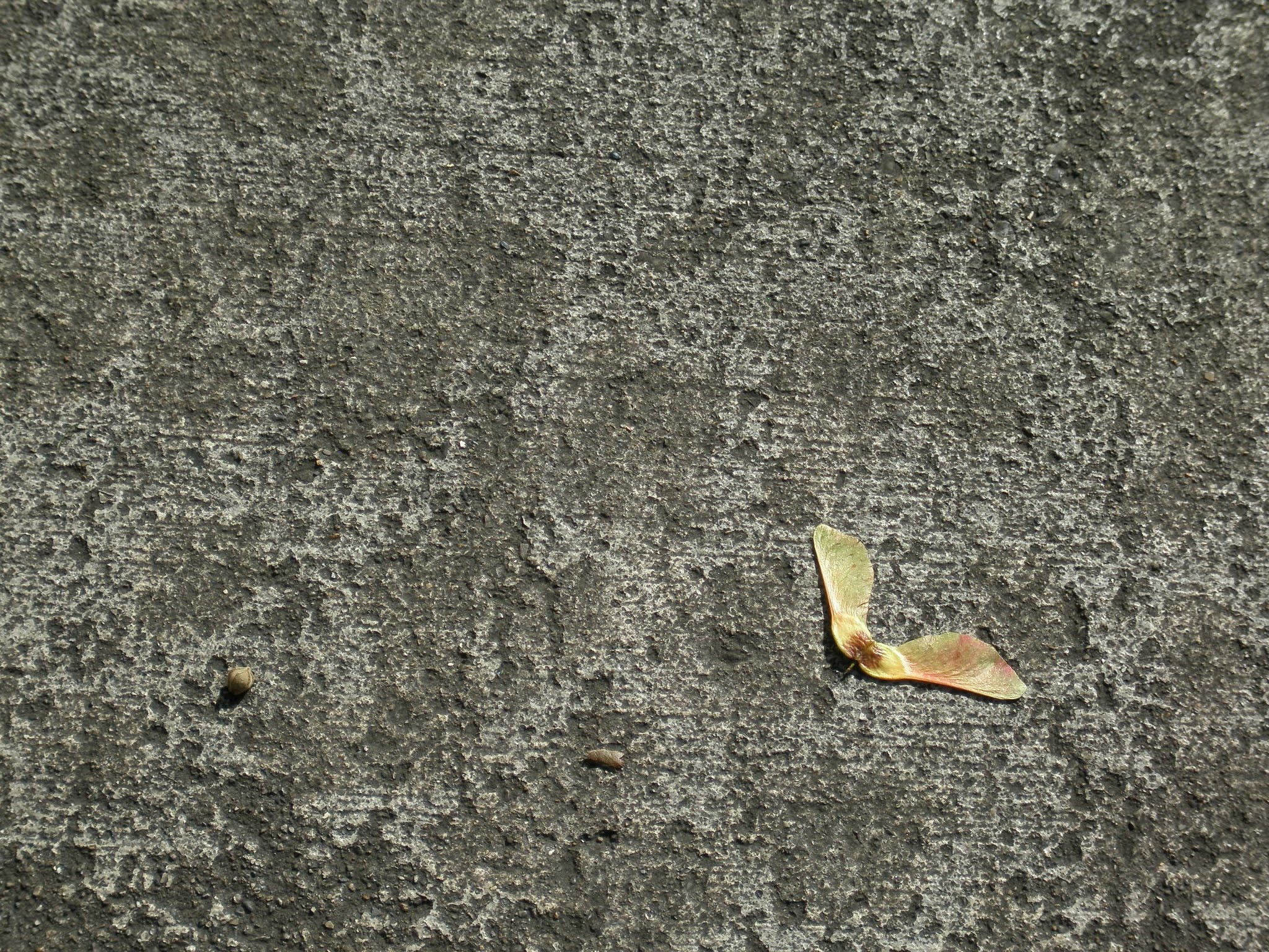 Olympus u810/S810 sample photo. The winged seed photography