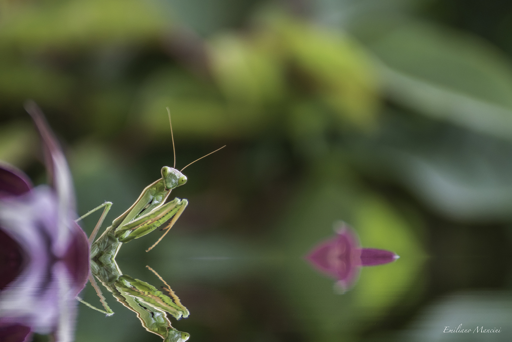 Tamron SP 70-300mm F4-5.6 Di USD sample photo. Mantis religiosa photography