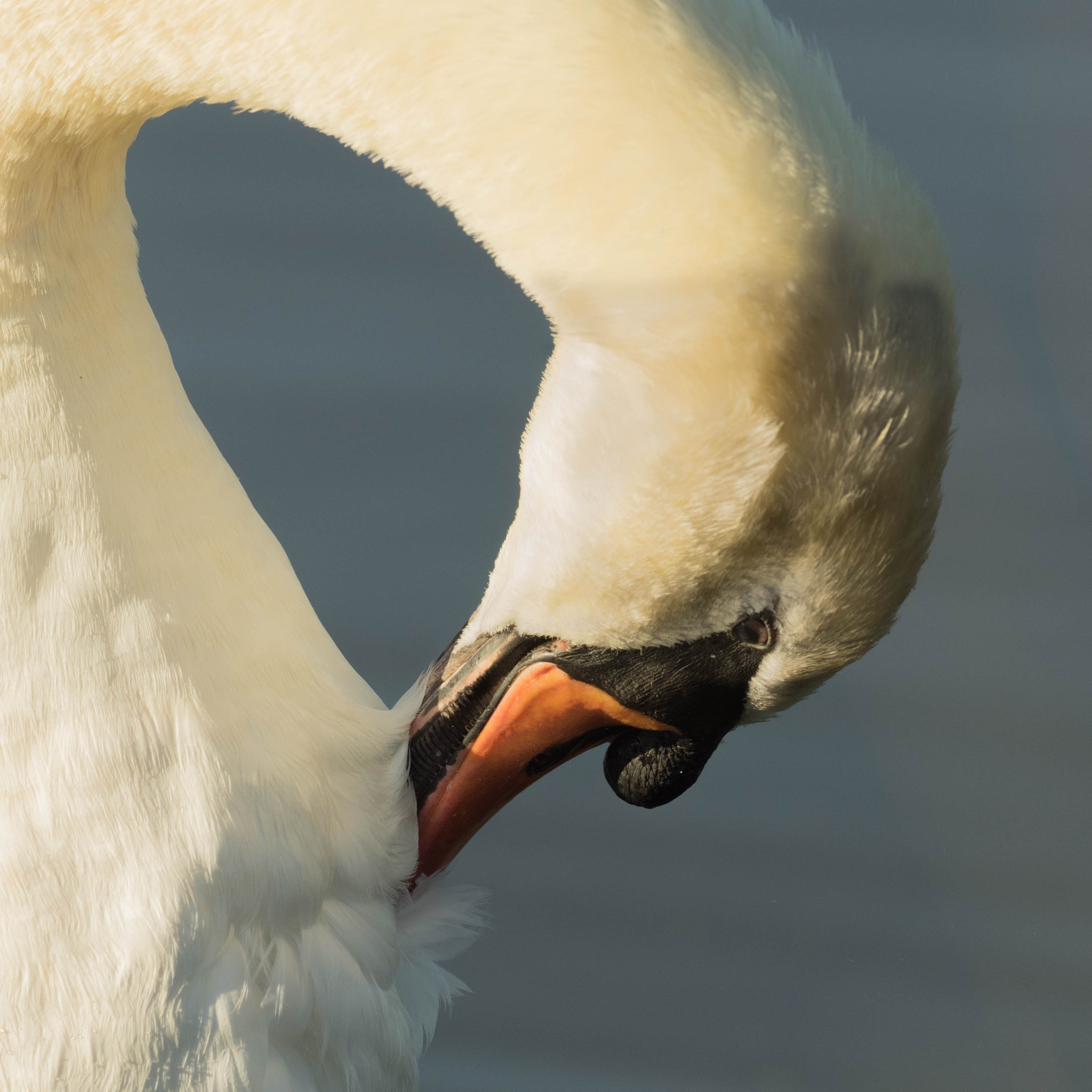 OLYMPUS M.300mm F4.0 sample photo. Swan necked. pen ponds. photography