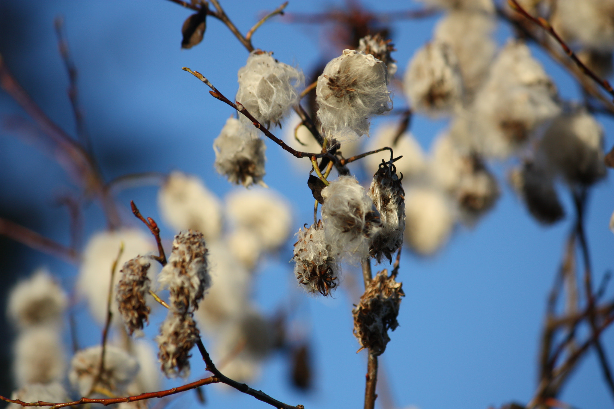 Canon EF-S 55-250mm F4-5.6 IS sample photo. Seeds photography