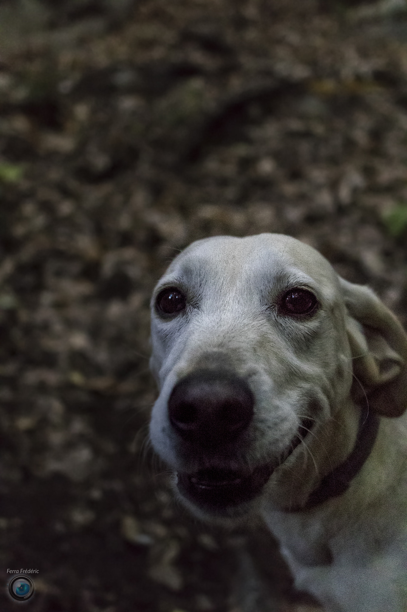 Canon EOS 7D Mark II sample photo. Dog into the forest photography