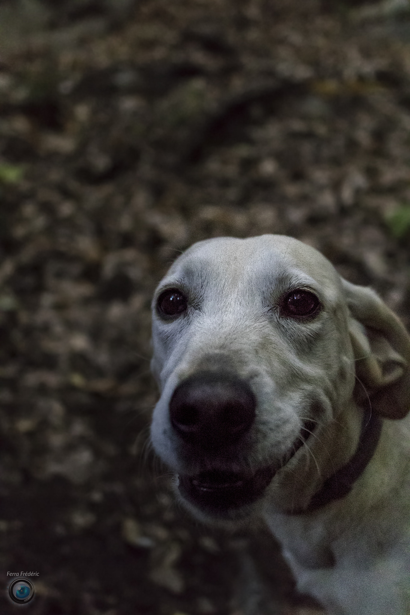 Canon EF 24mm F2.8 IS USM sample photo. Dog into the forest photography