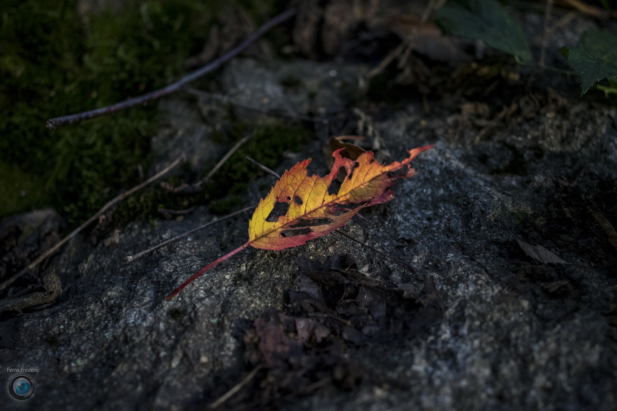Canon EF 24mm F2.8 IS USM sample photo. Tombée d'automne photography