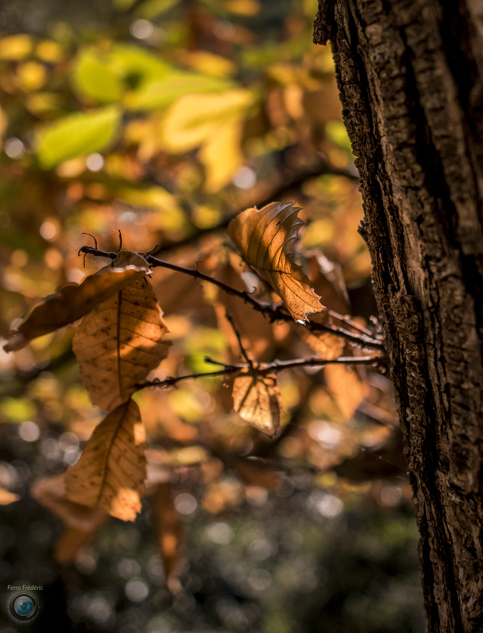 Canon EF 24mm F2.8 IS USM sample photo. Autumn begin photography