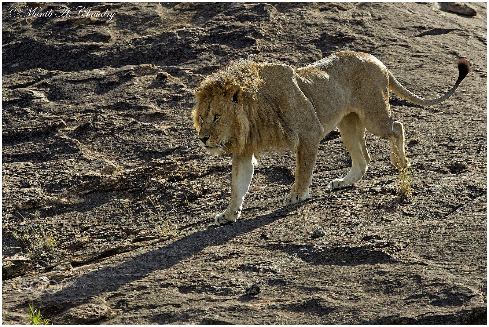 Canon EF 300mm F2.8L IS USM sample photo. Sand river king! photography