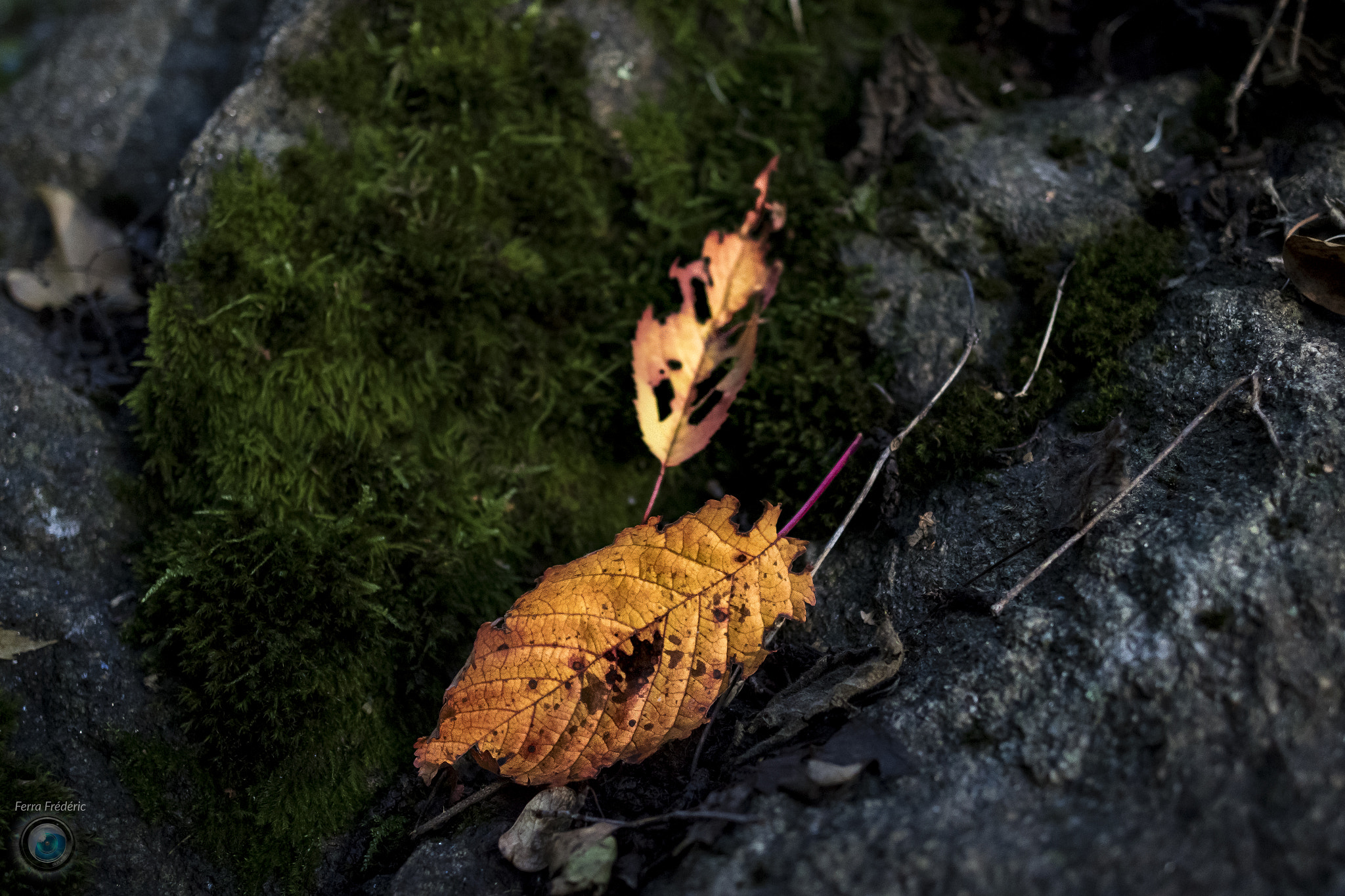 Canon EF 24mm F2.8 IS USM sample photo. Duo automnale photography