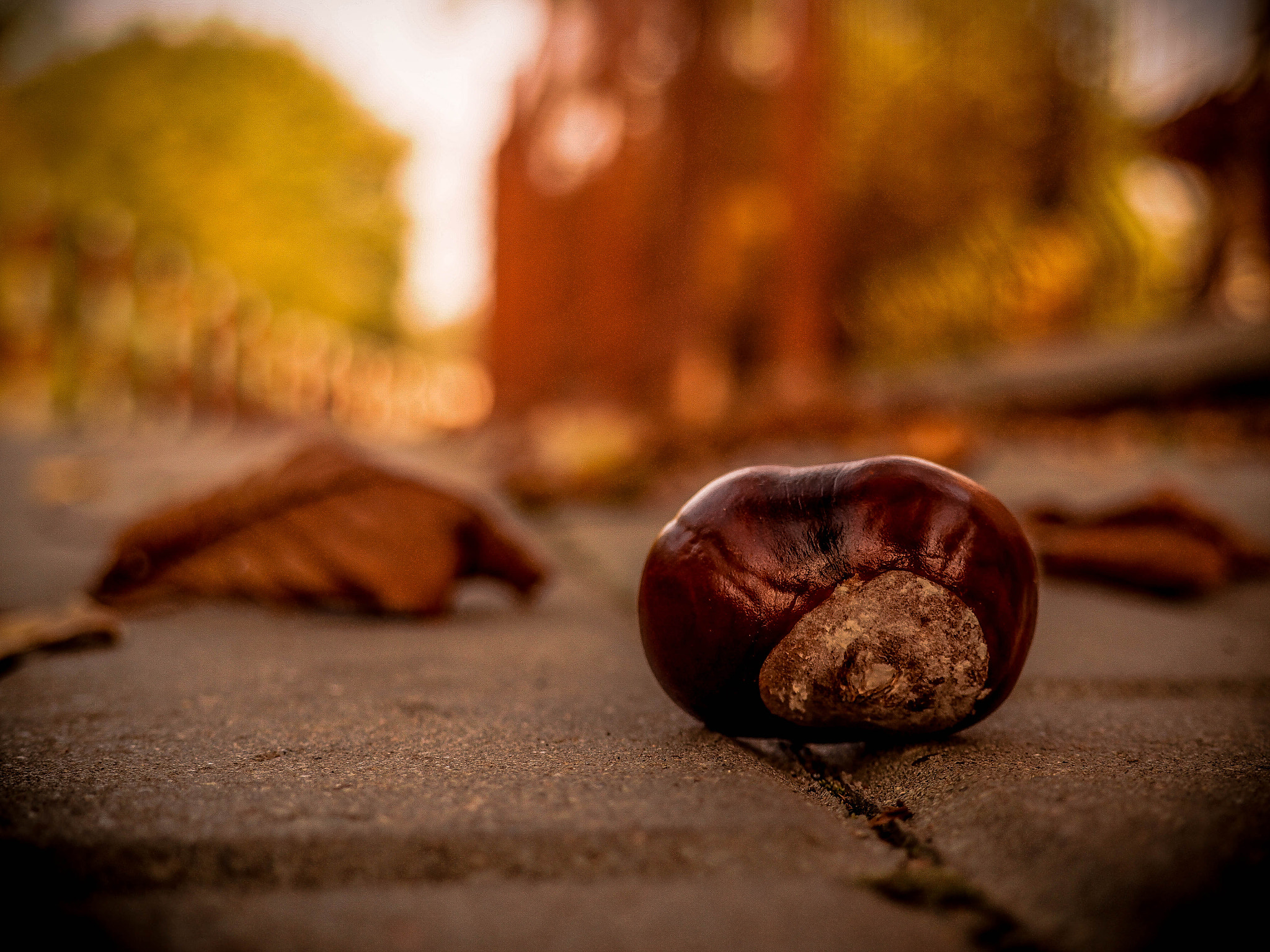 Olympus PEN E-PL7 sample photo. Lonely chestnut photography