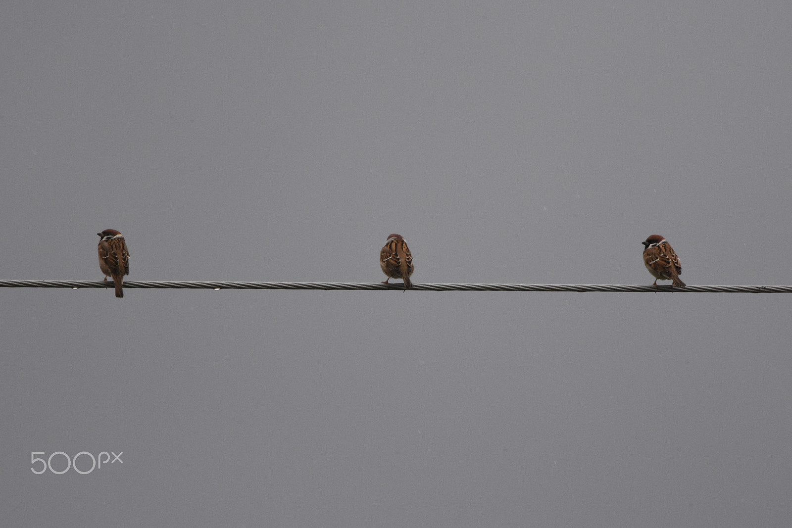 Tamron SP 150-600mm F5-6.3 Di VC USD sample photo. An audience of three photography